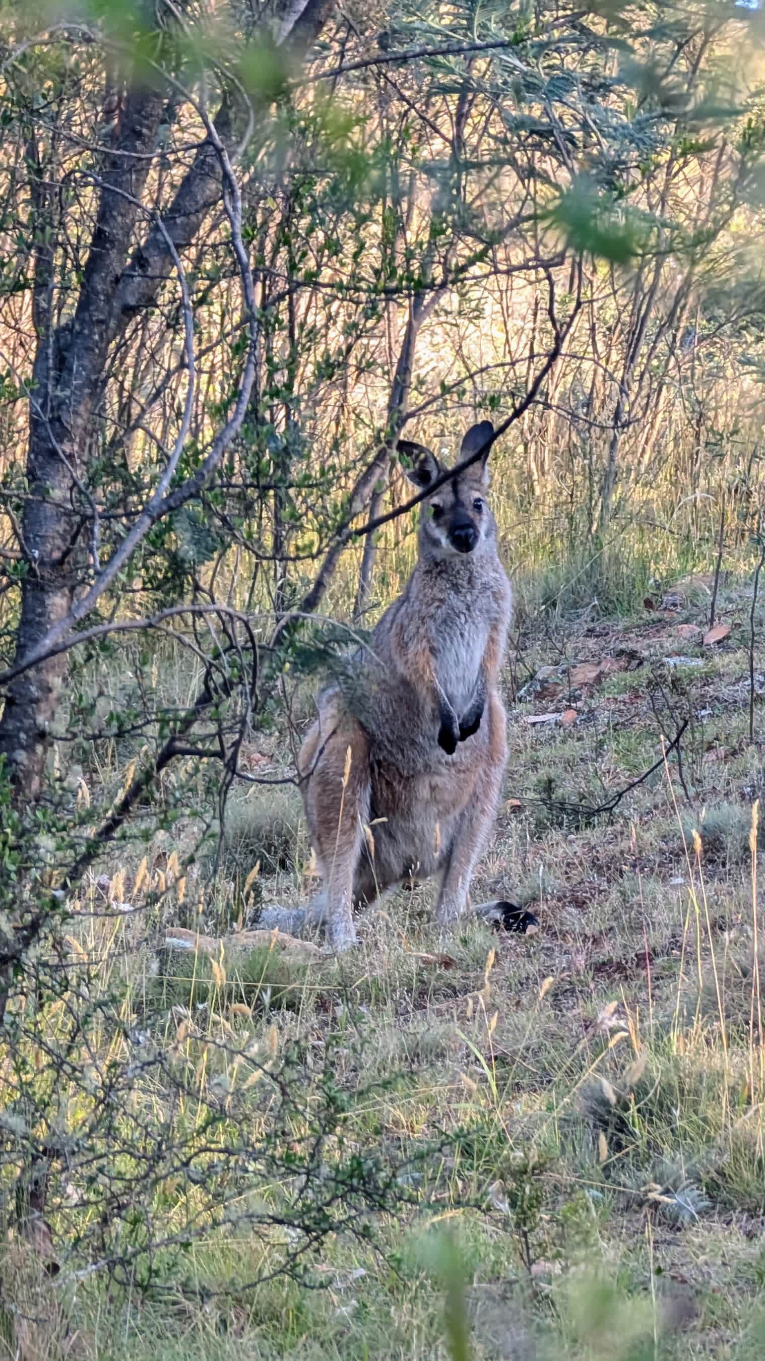 A Curious Little Wallaby
