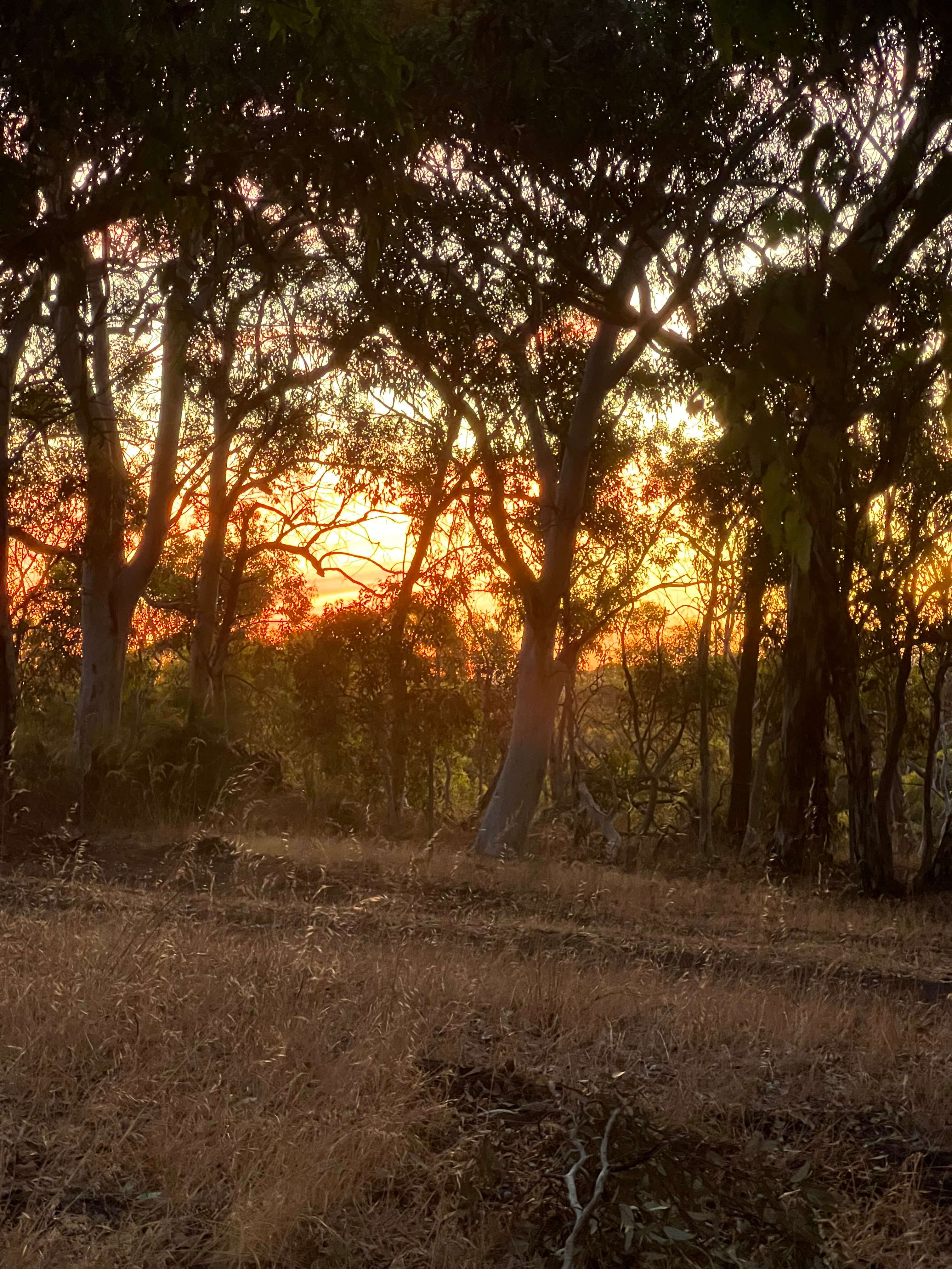 Yarrabah High Country- Jarrahdale
