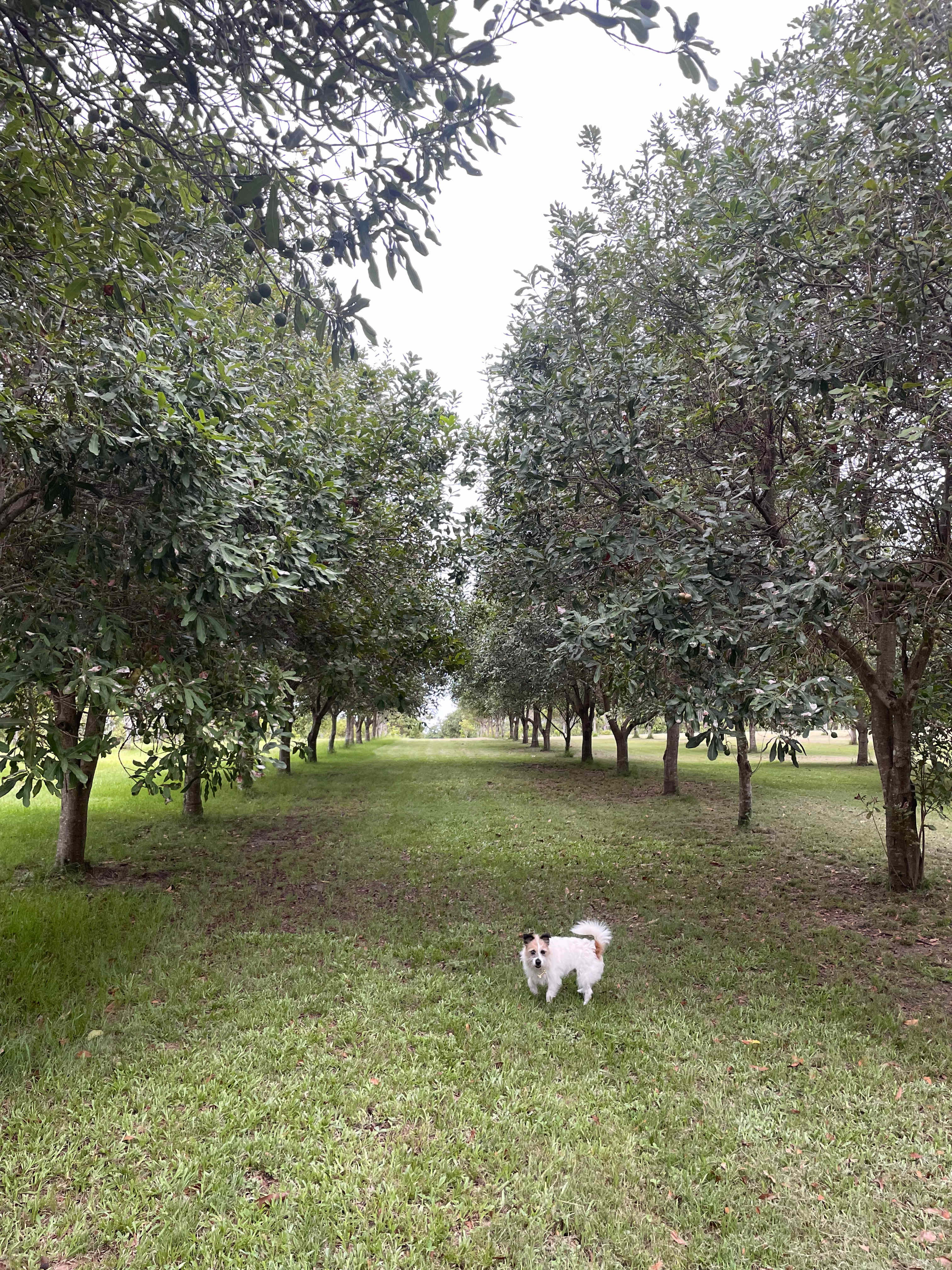 Cambridge Park Macca's