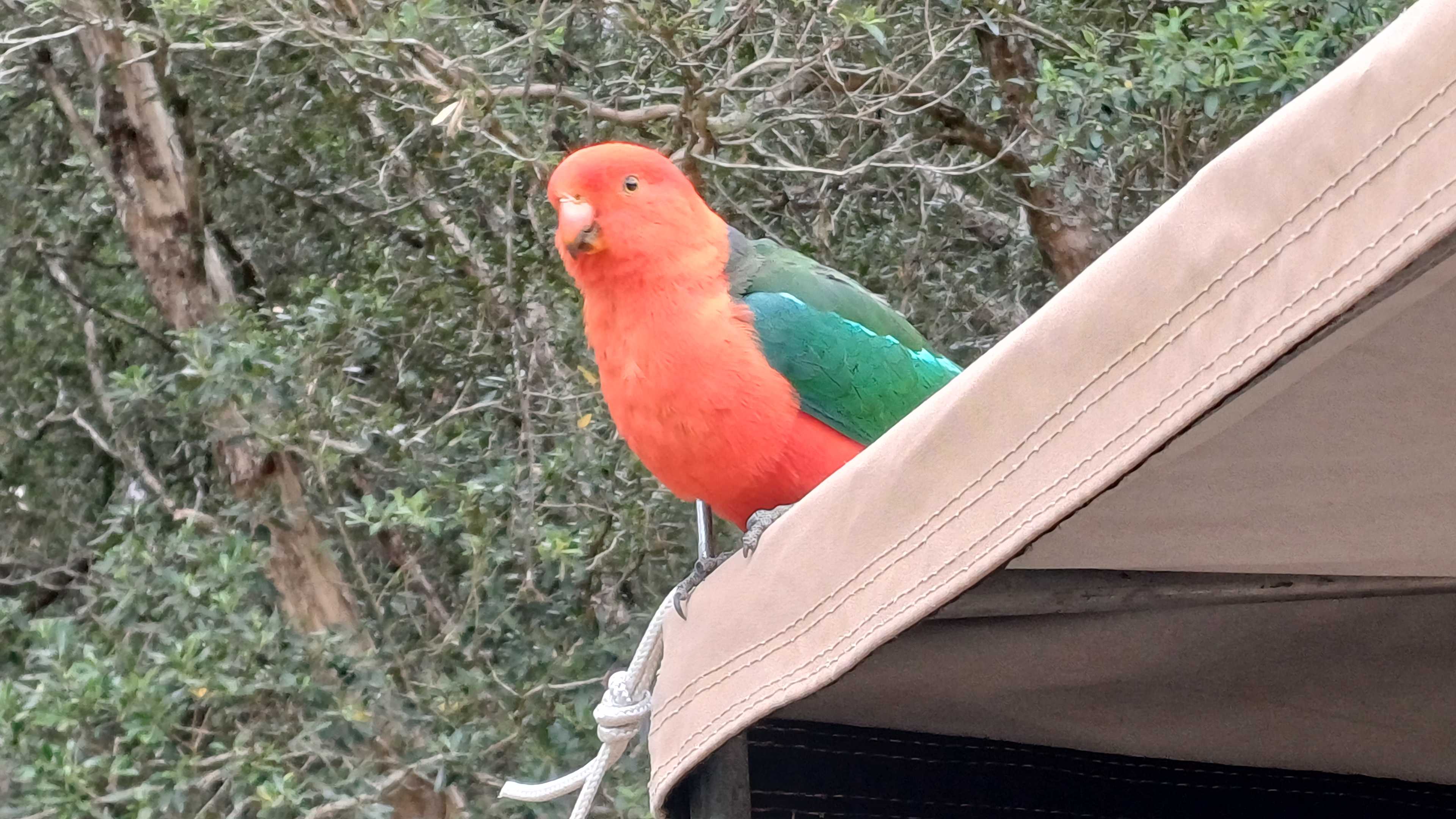 Stunning grass parott 