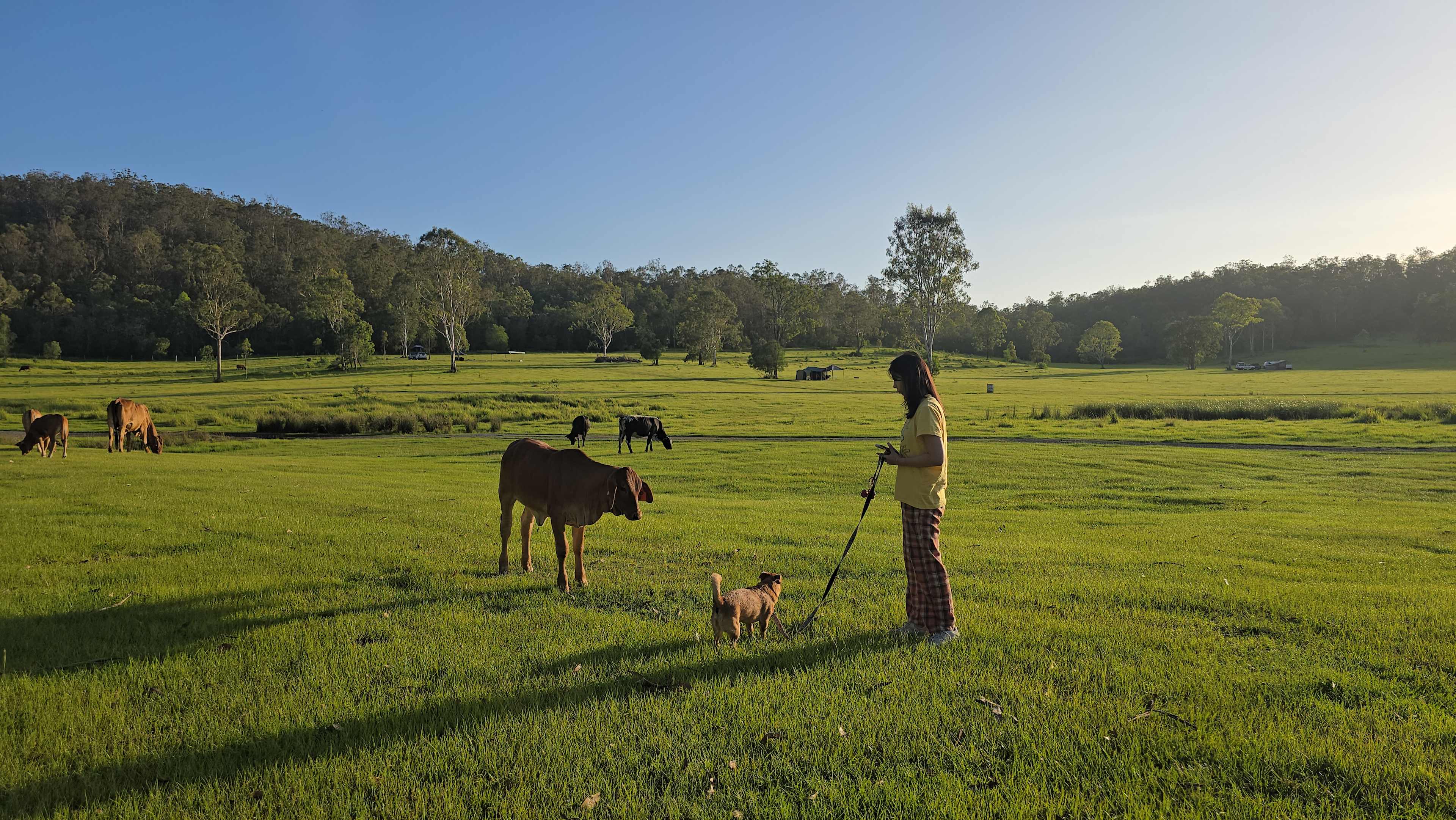 Big cow and little cow