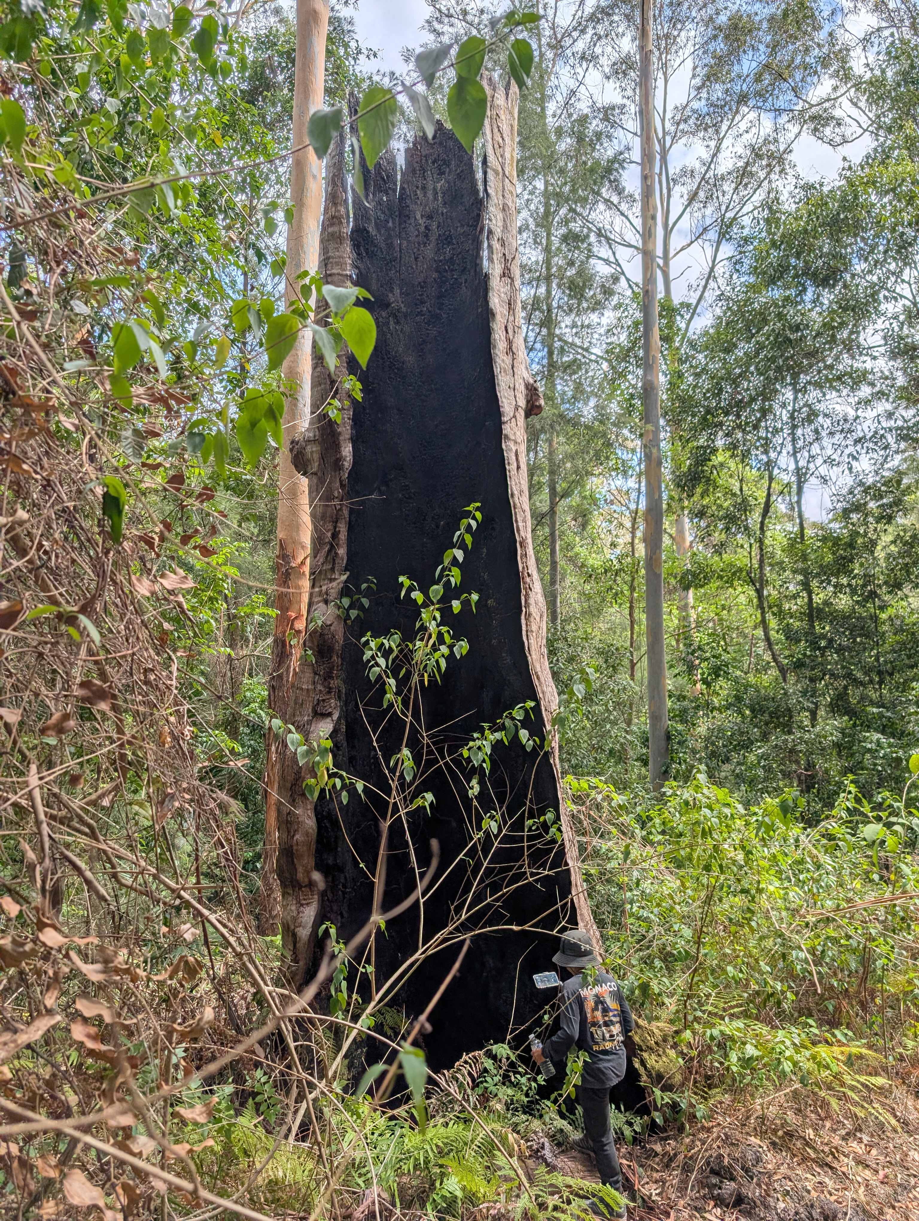 Delhuntie Park -Edens Canopy-