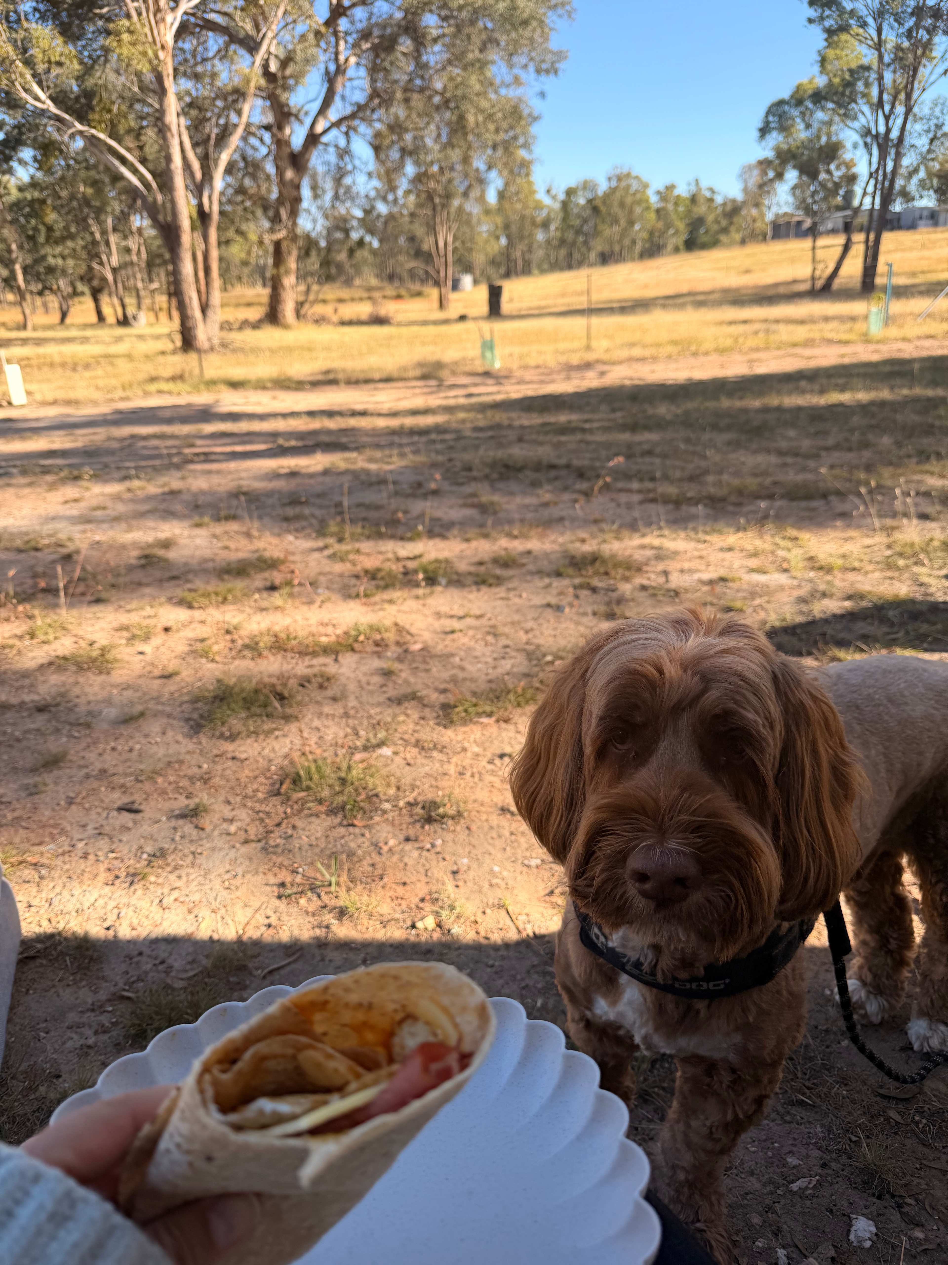 So nice to get away from the crowds during the Christmas / NY break and have our pup welcomed. Great tip from Margot to watch out for grass seeds - bring a dog brush if yours has hair like ours.