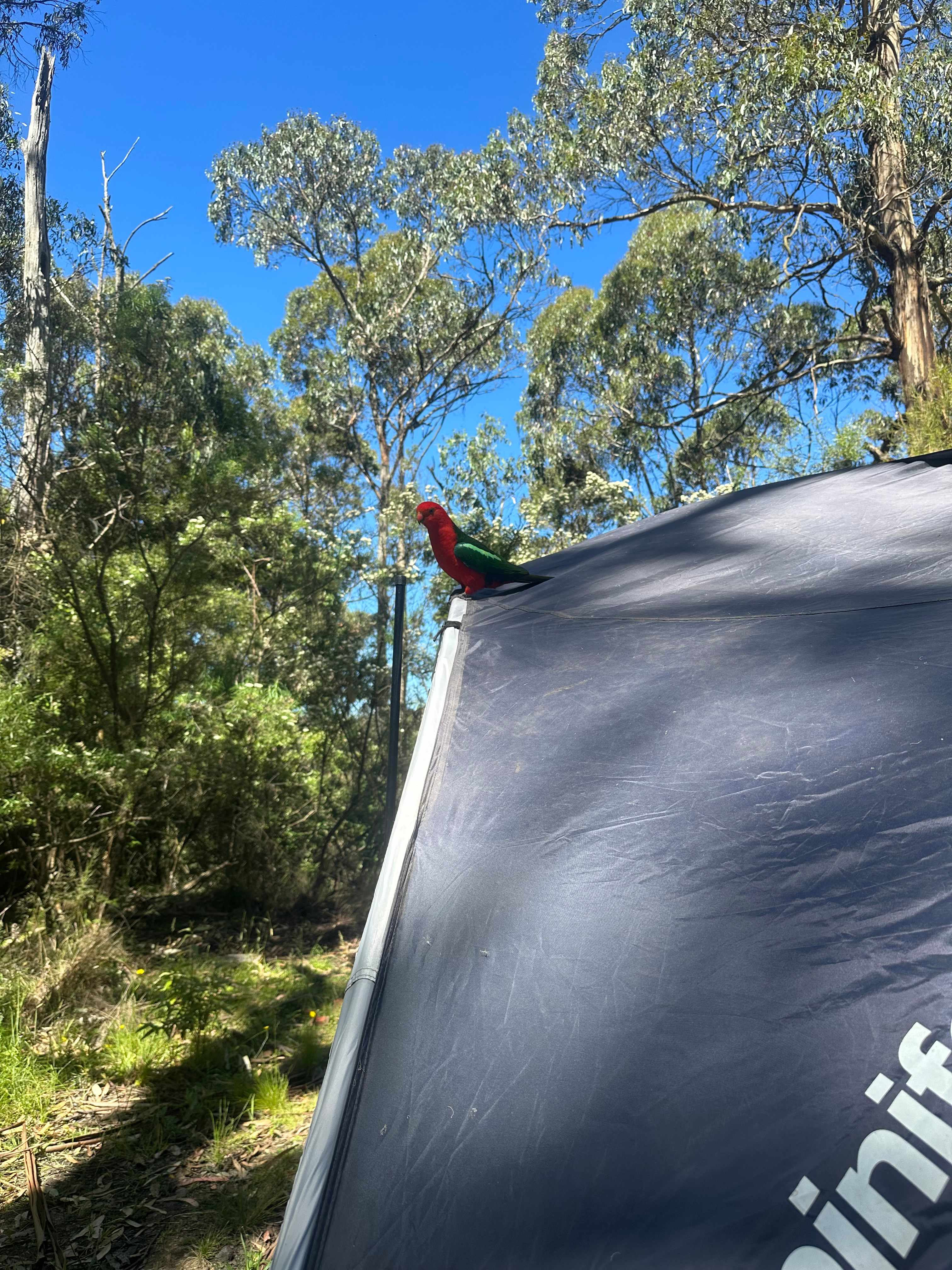 Tall Trees Otways Camp