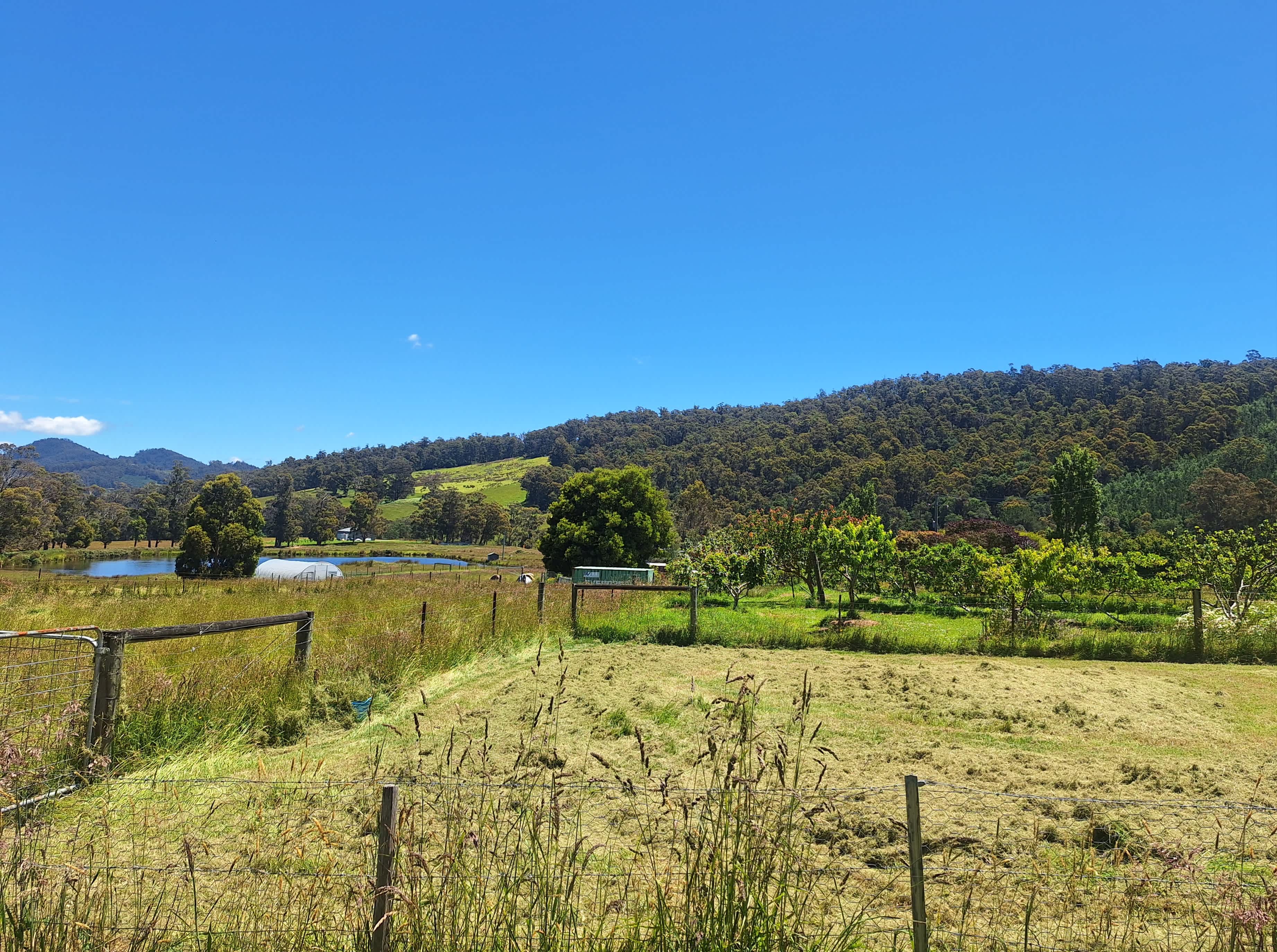 Misty mountain homestead