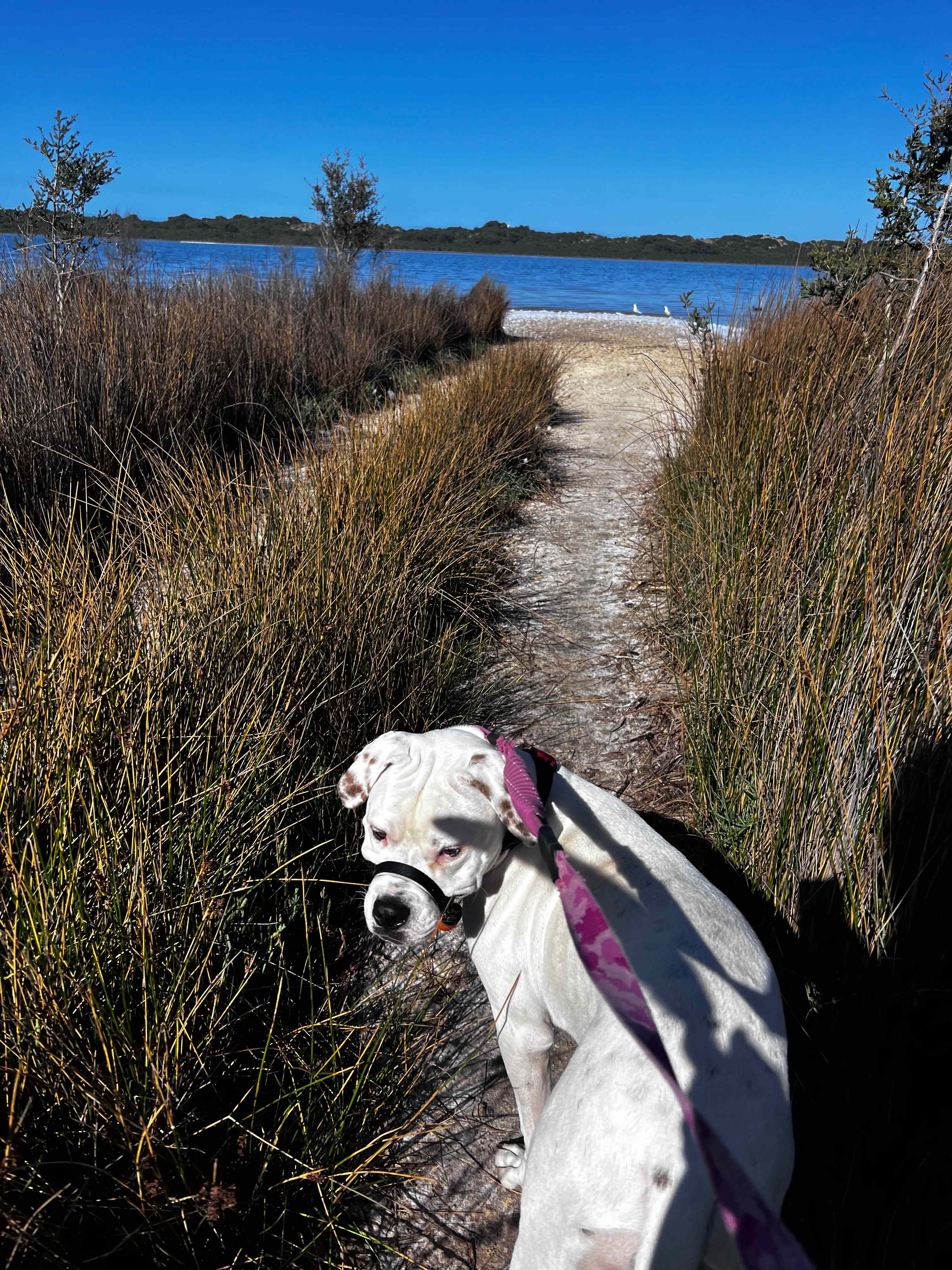 Lake Preston Lime Paddock