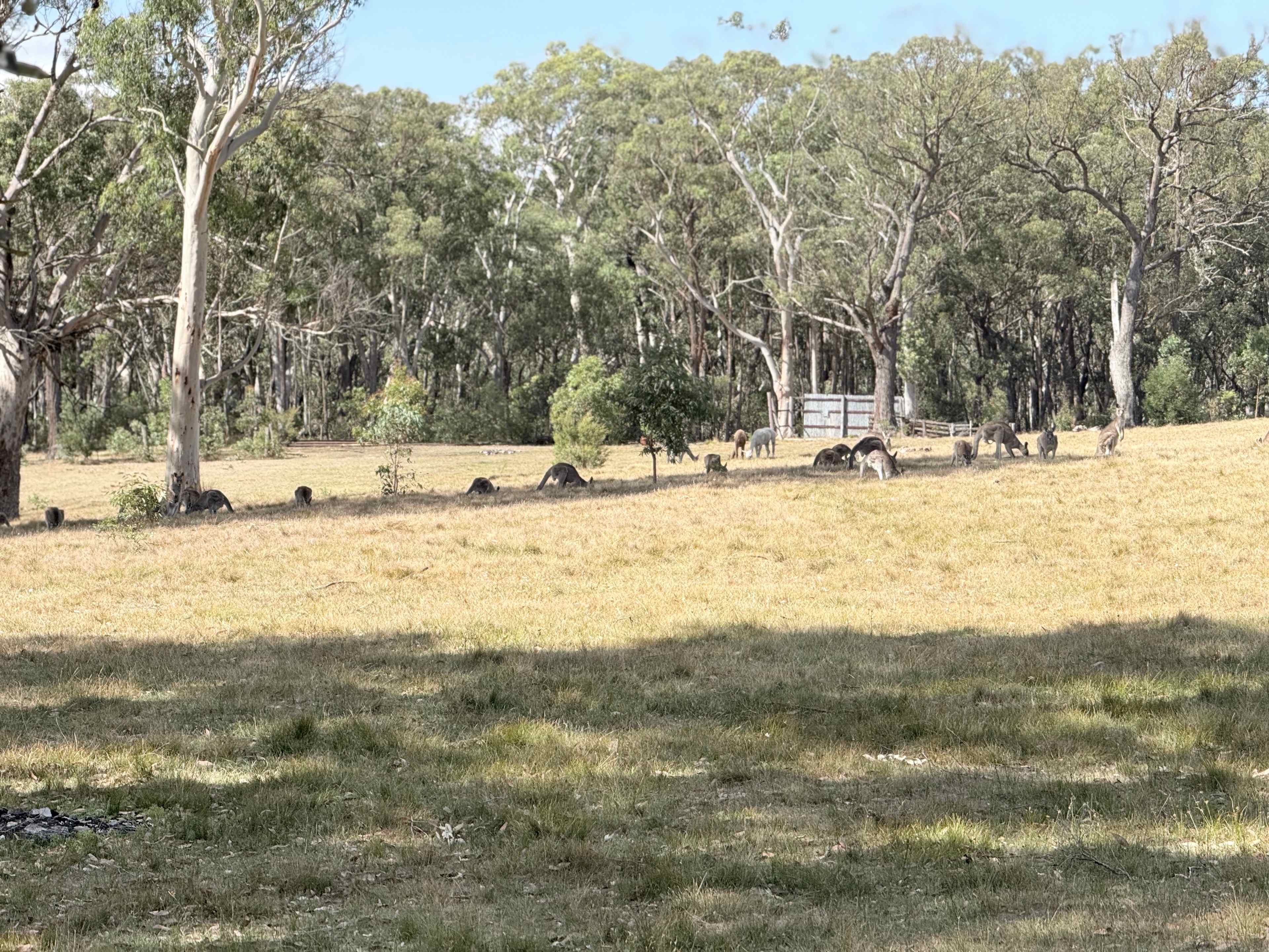 Megalong Valley Farm
