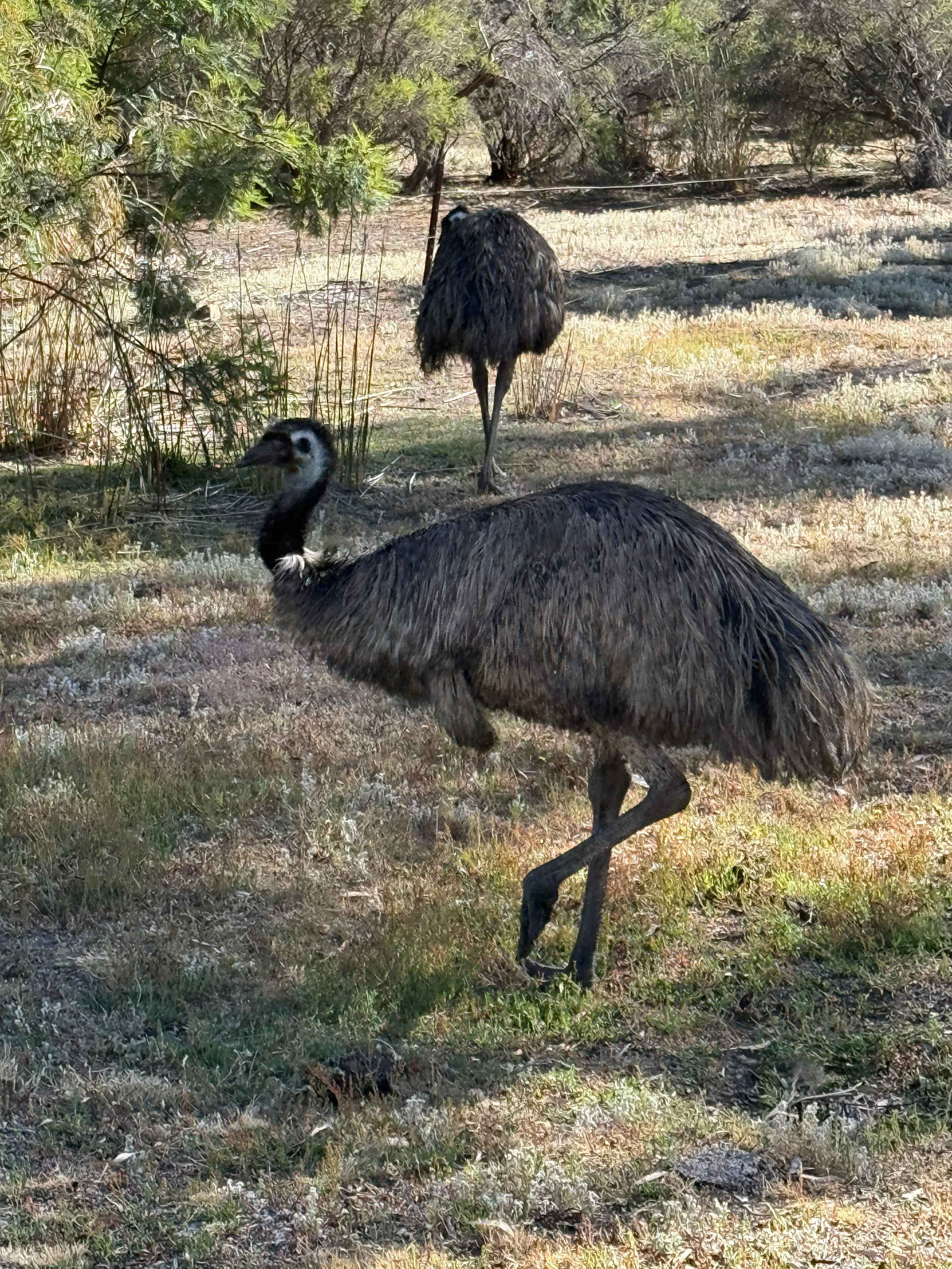 Emus checking out our campsite one morning