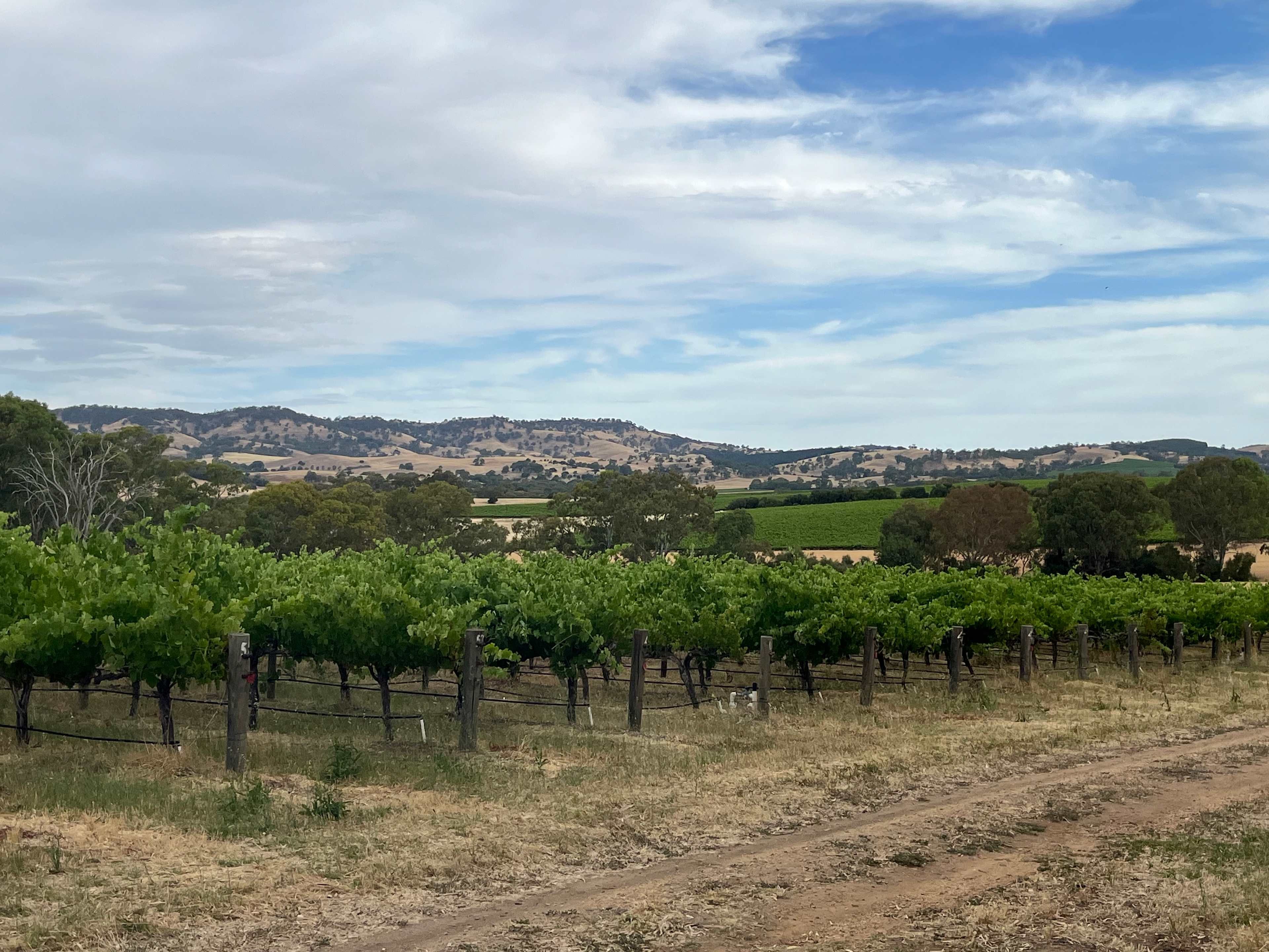 Vineyard Views