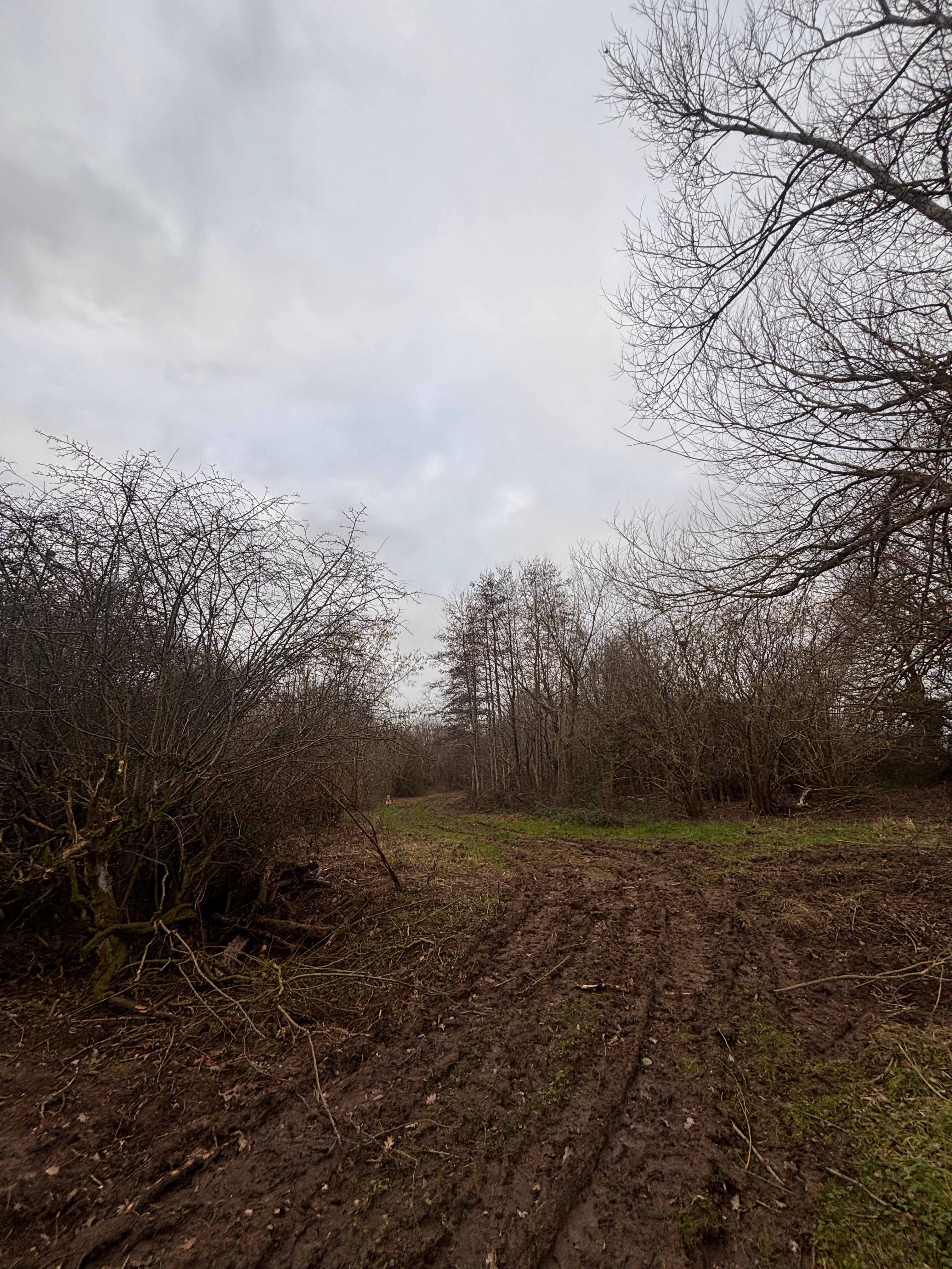 Fire and Stars Woodland Camping
