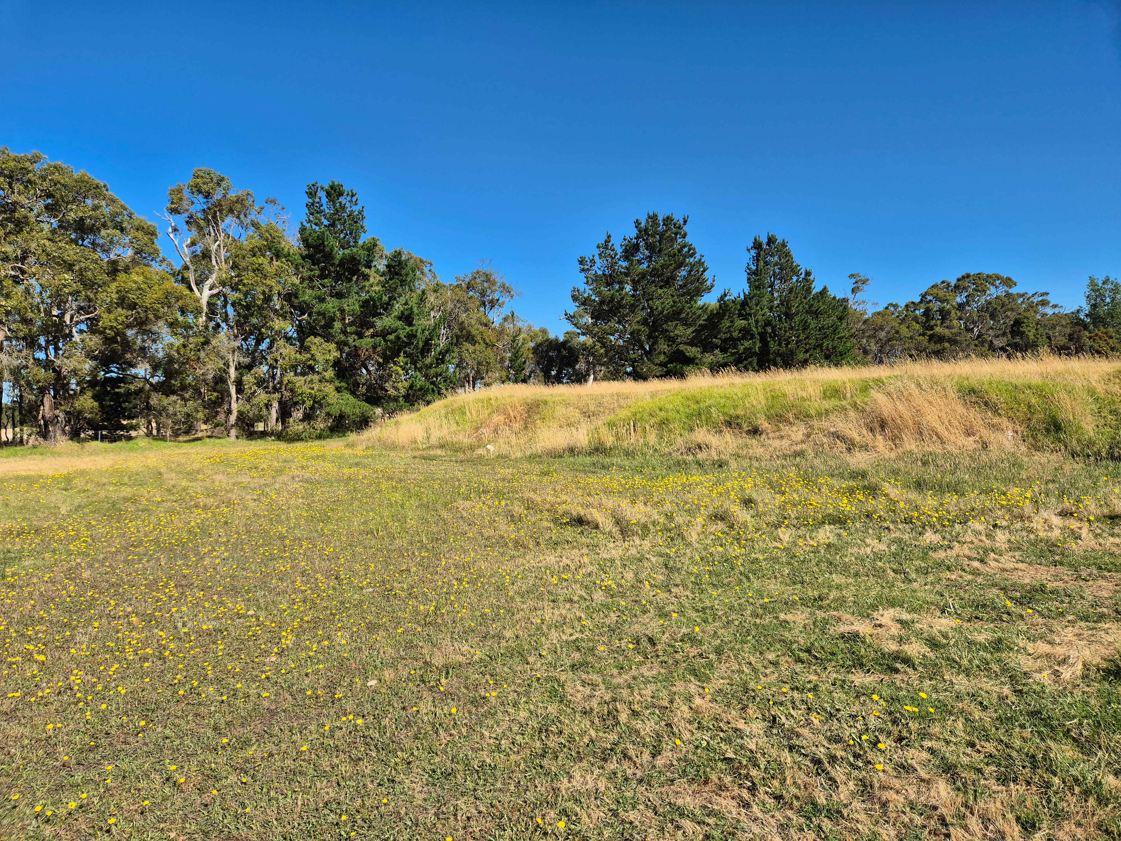 Springwood Olive Farm