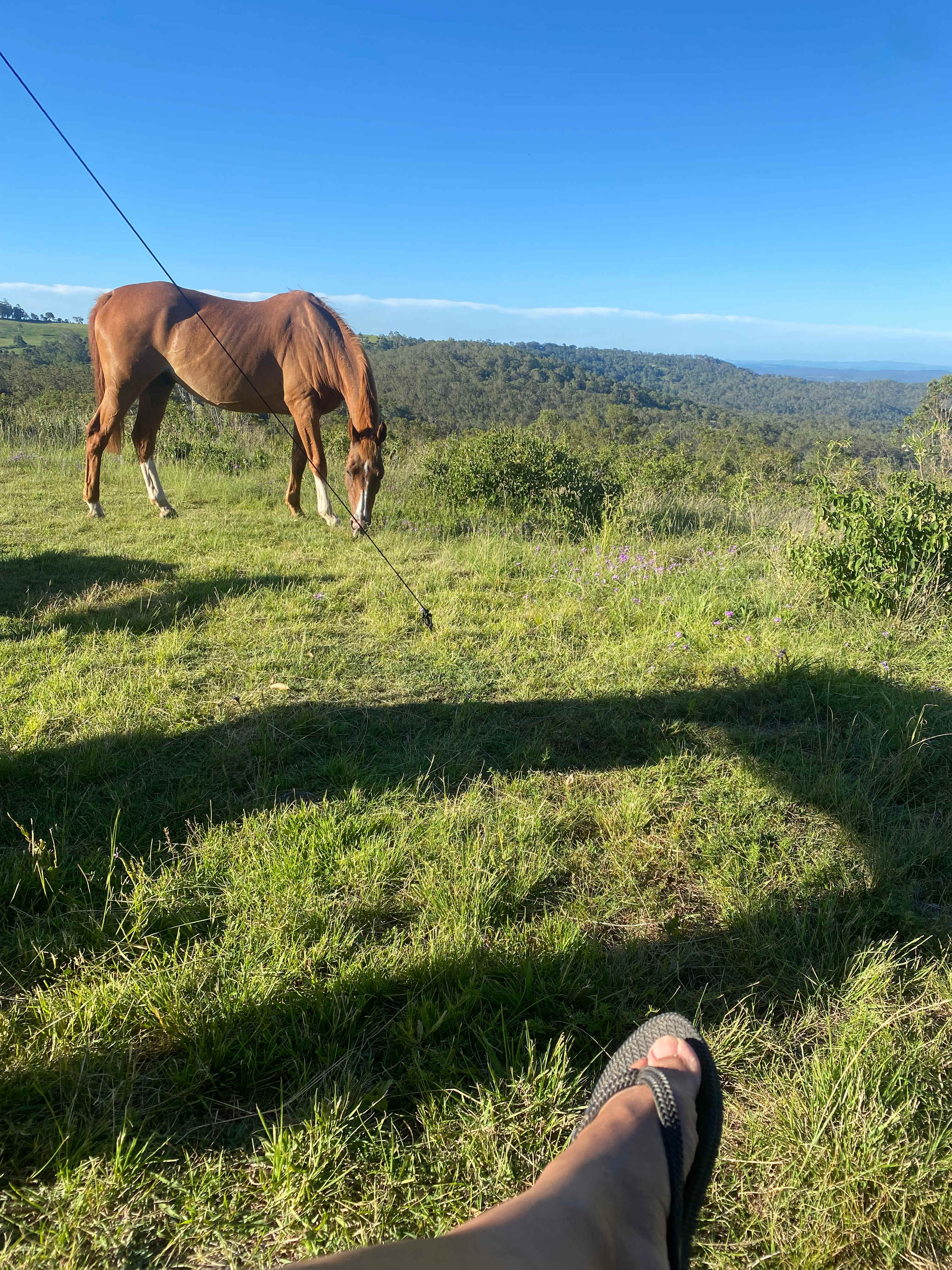 One of the local horses visiting 