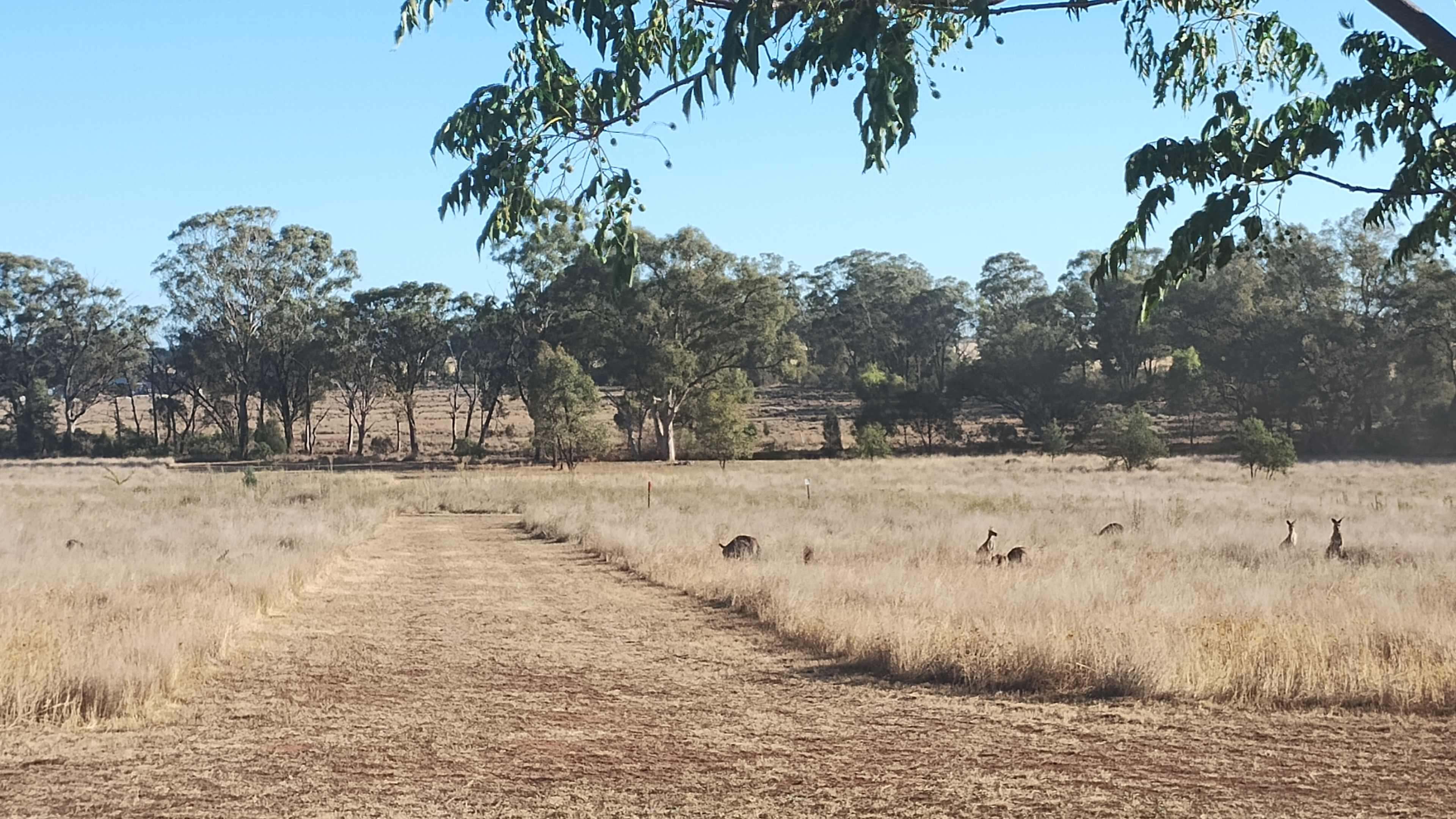 The moring meetup mob