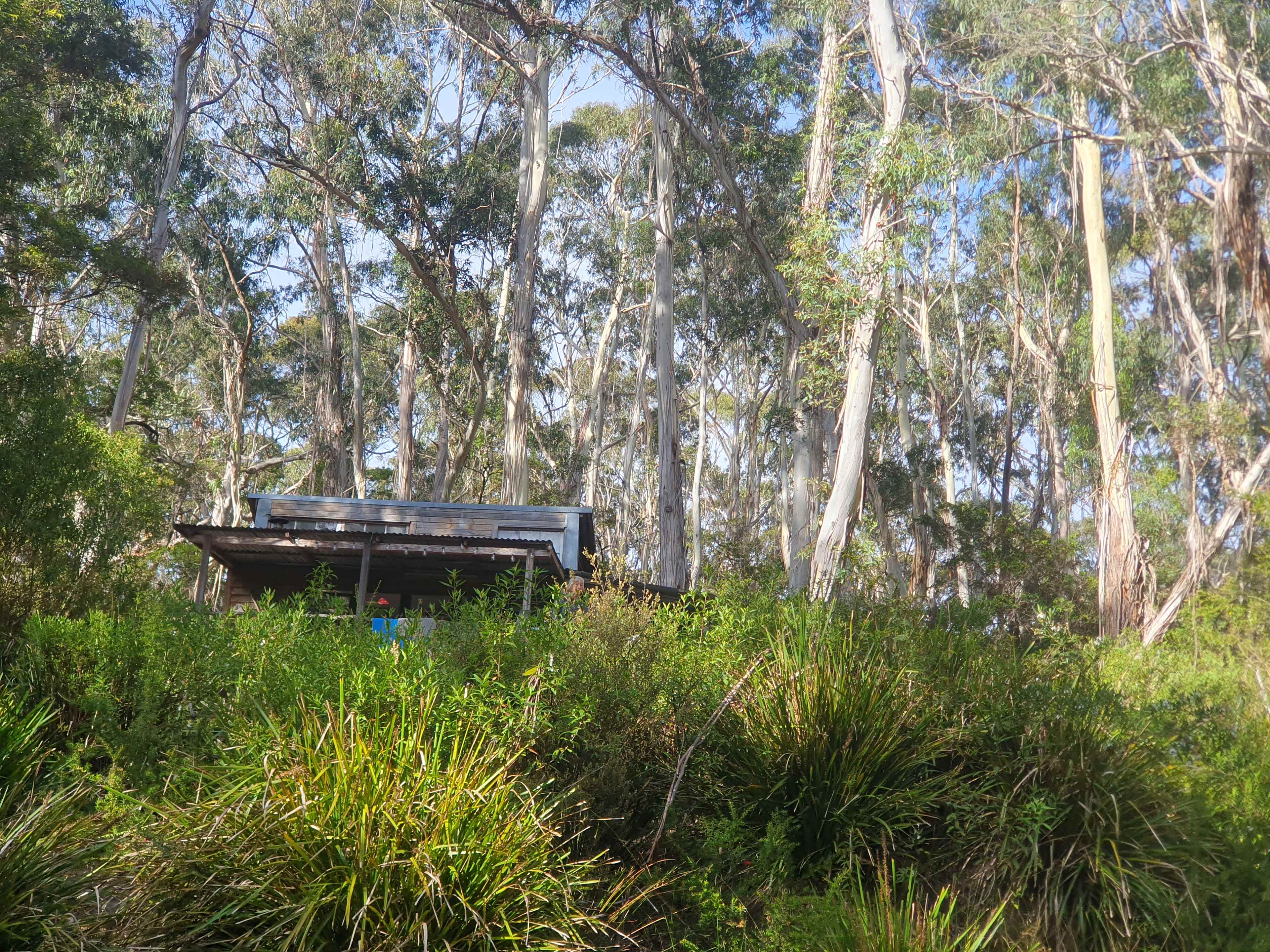 Scribbly Gum secluded bush camping
