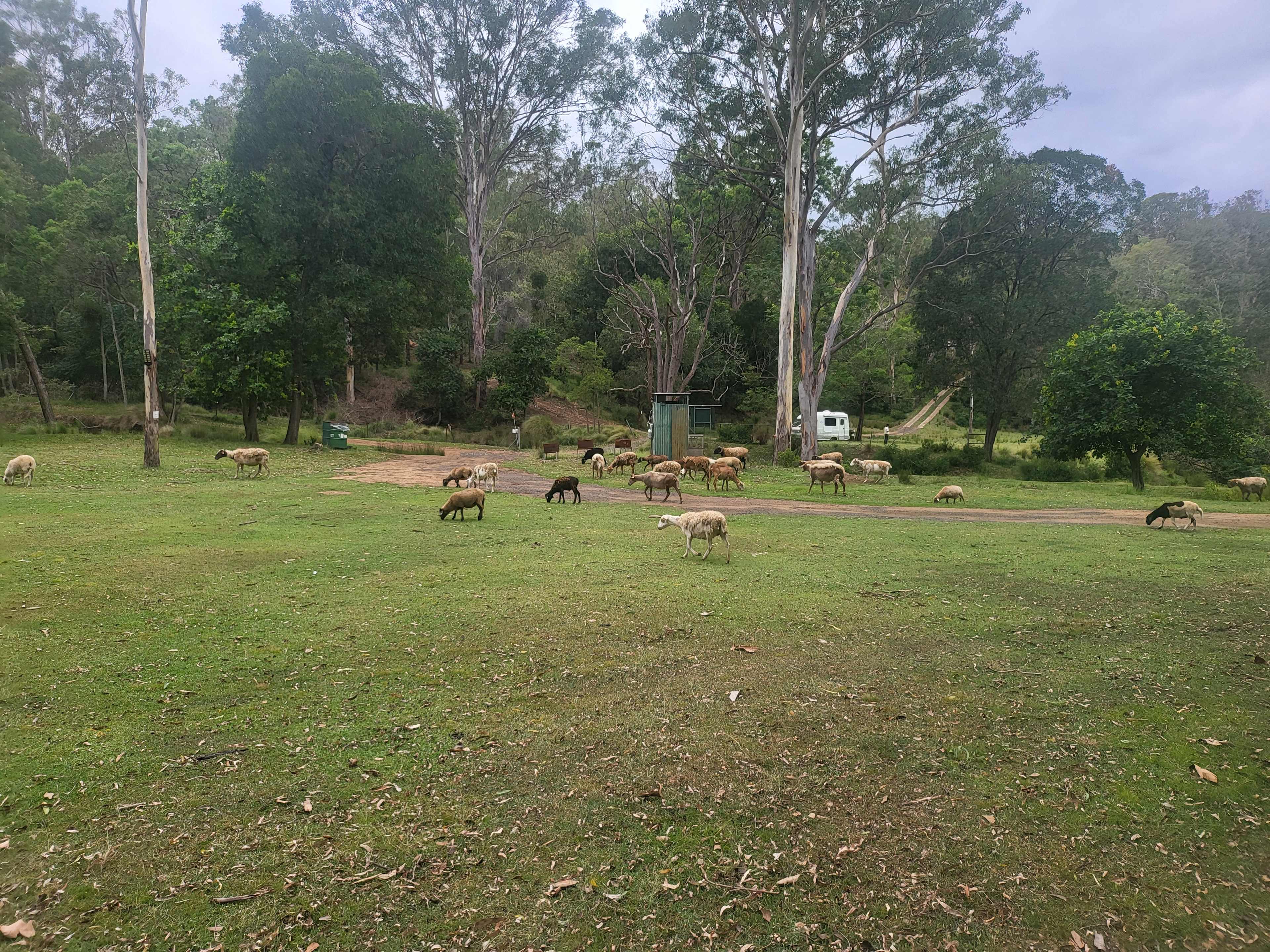 Sheep roam freely around the sites
