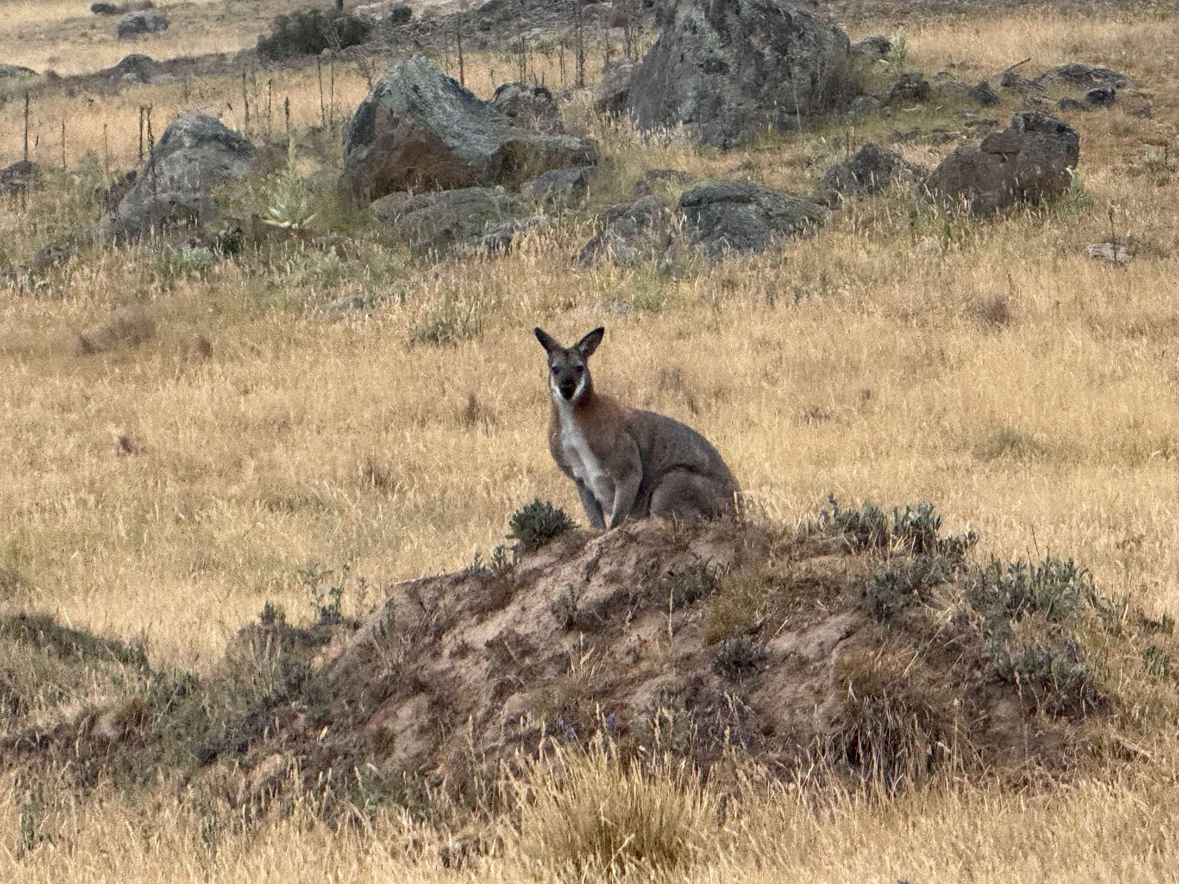 Fairleys- Snowy Stays