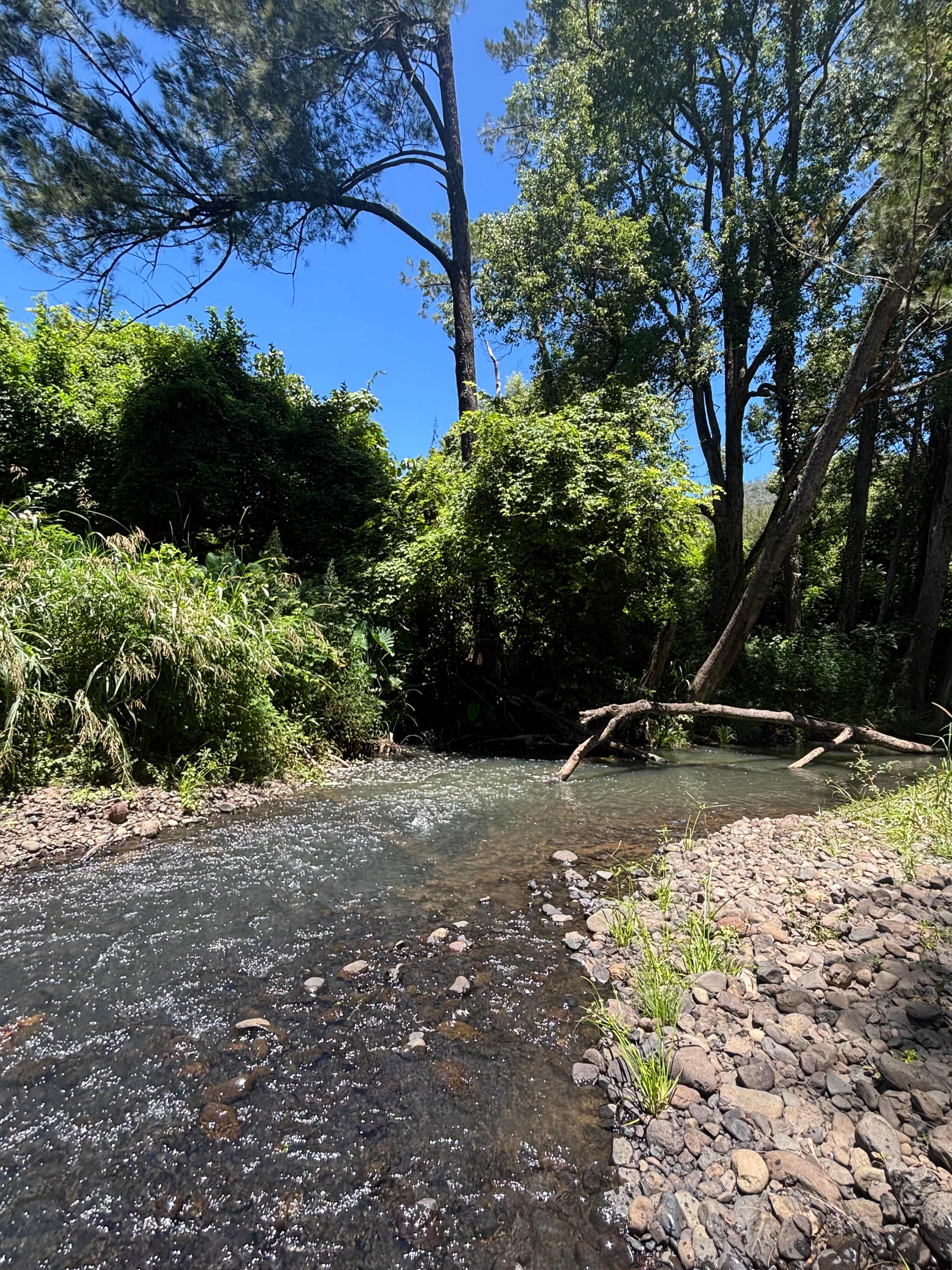 Border Ranges Pastoral