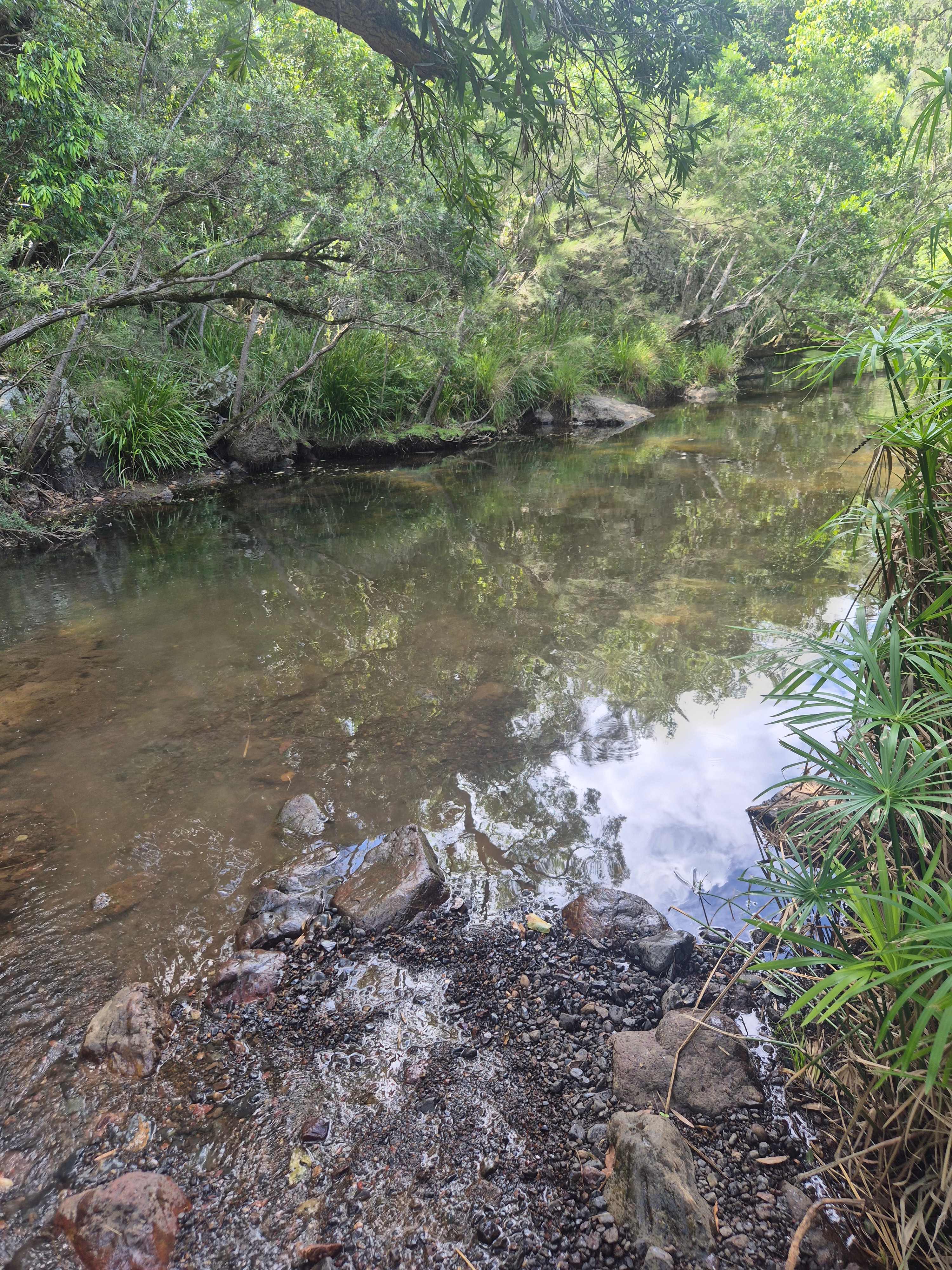 1st waterhole 'Lomandra' easy walk from entrance 