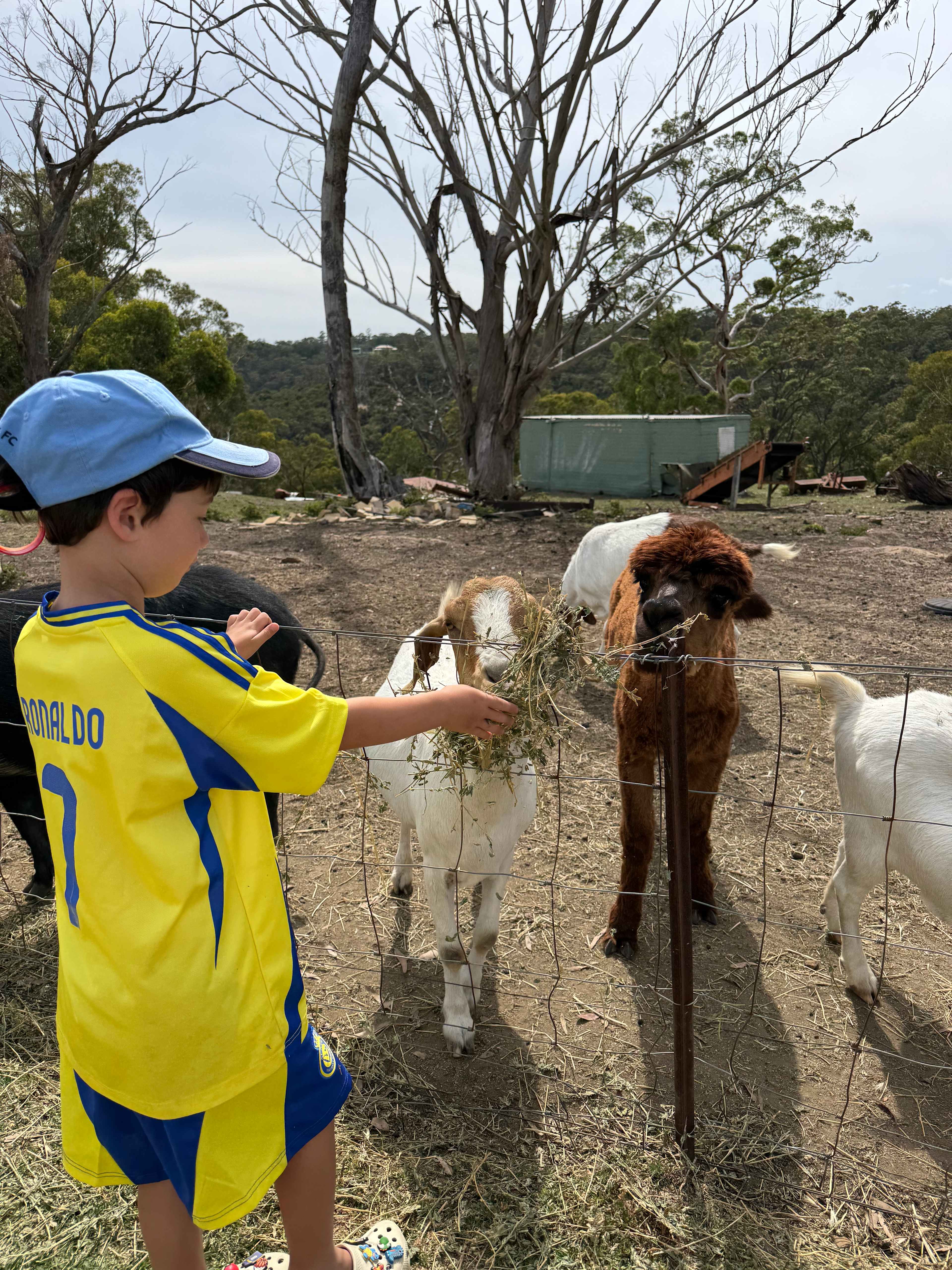 Canoelands Orchard Camping