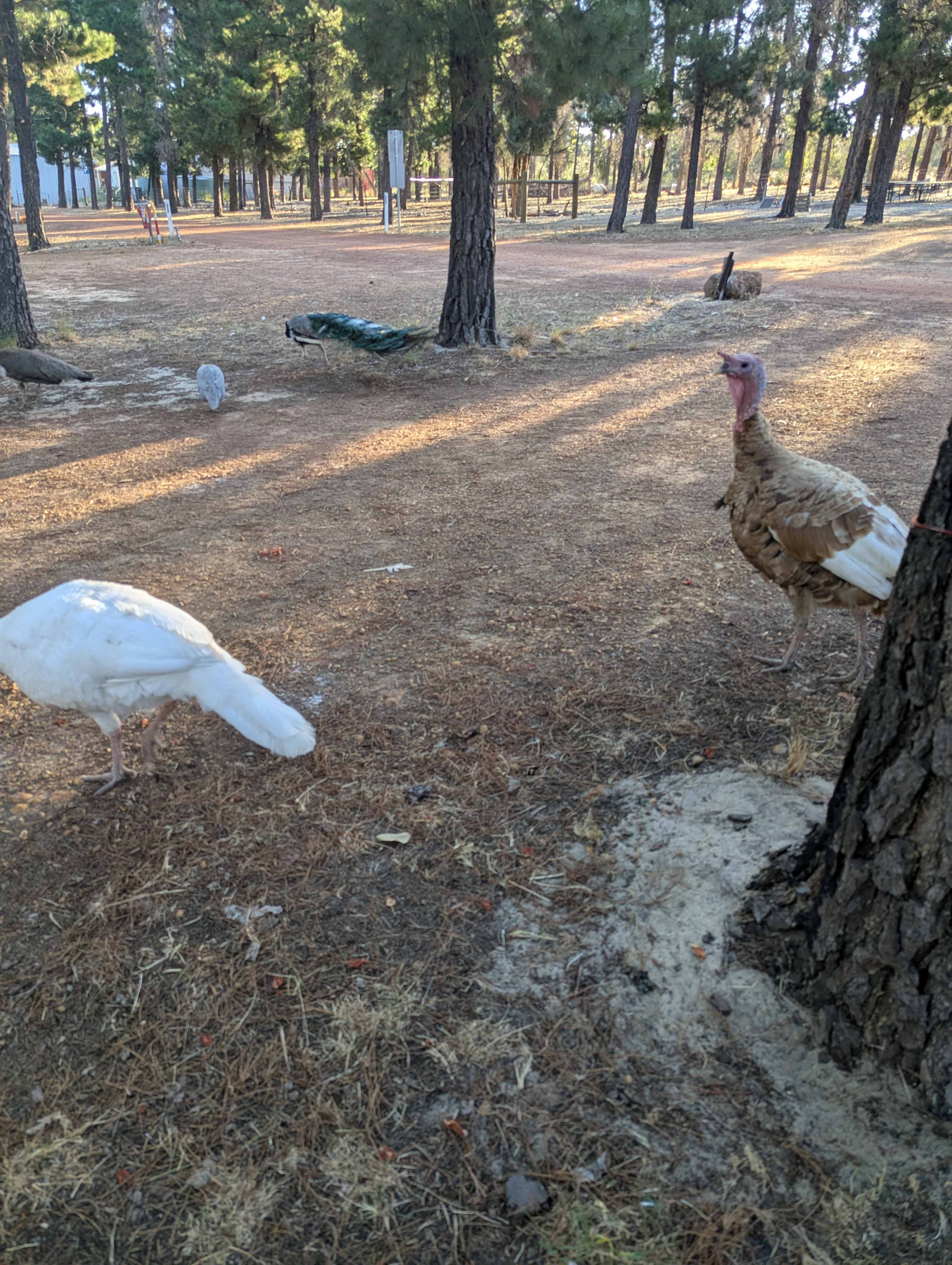 Little Eeden Farm Pine Camp