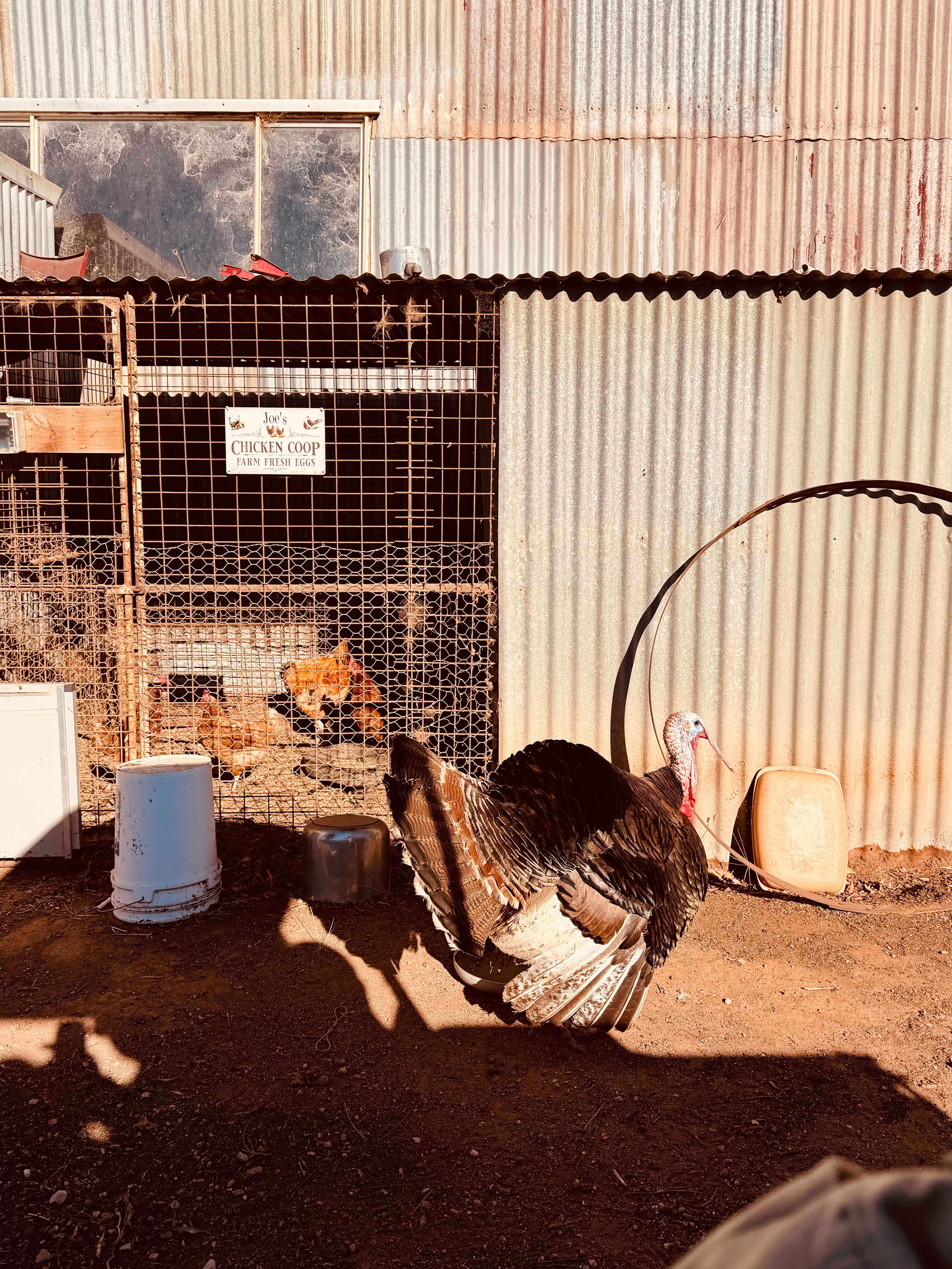 Catania Fruit Salad Farm