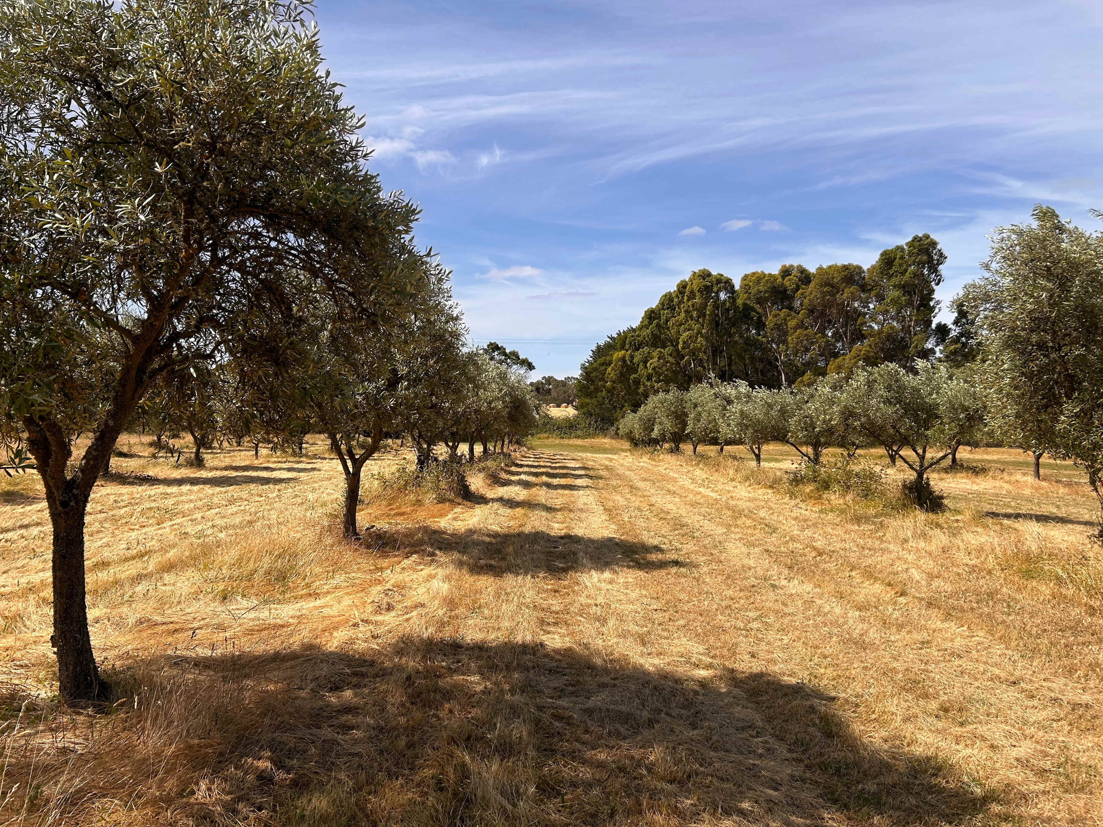 Olive Farm