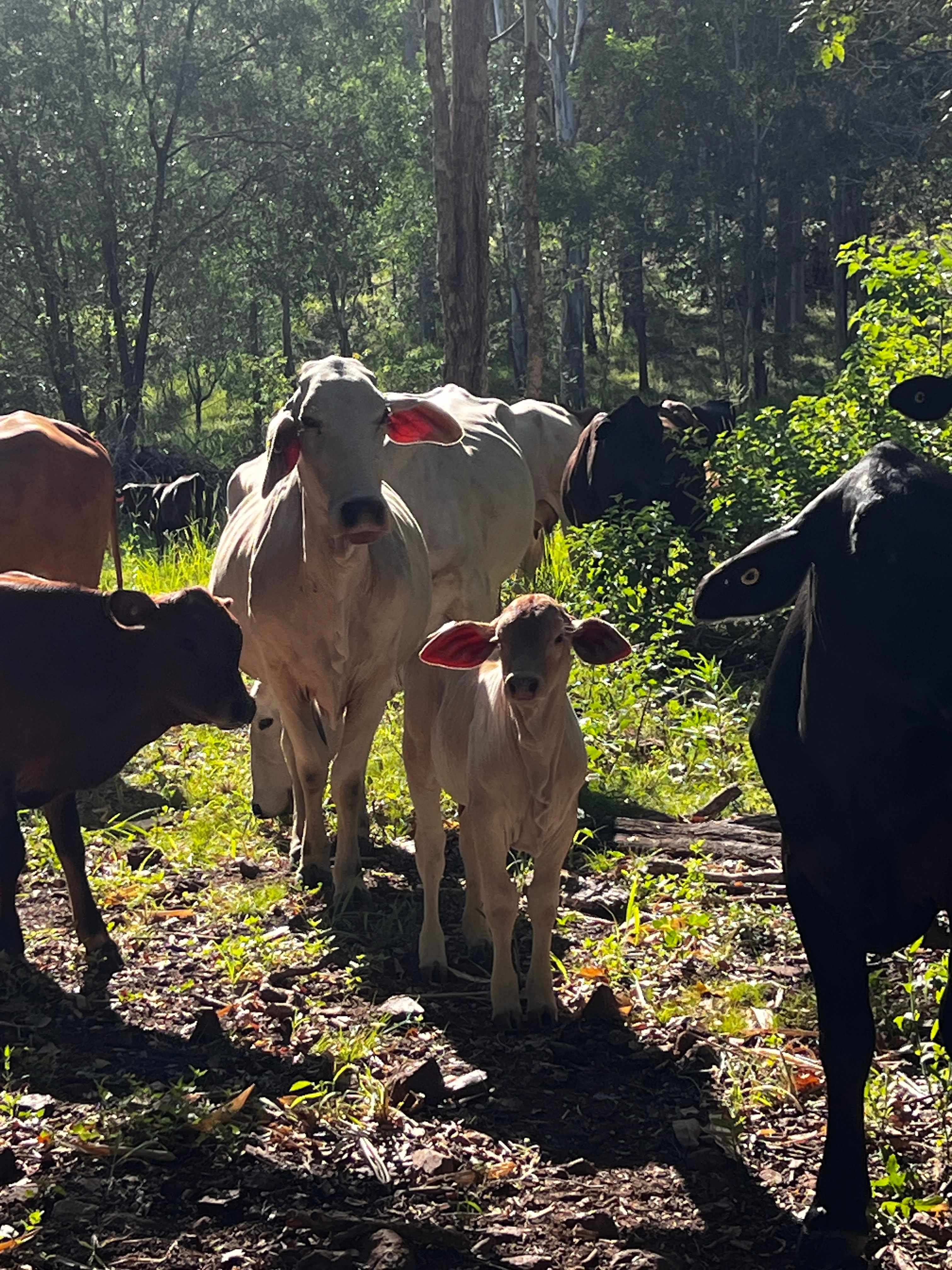 'The Three Mile Creek' Camping