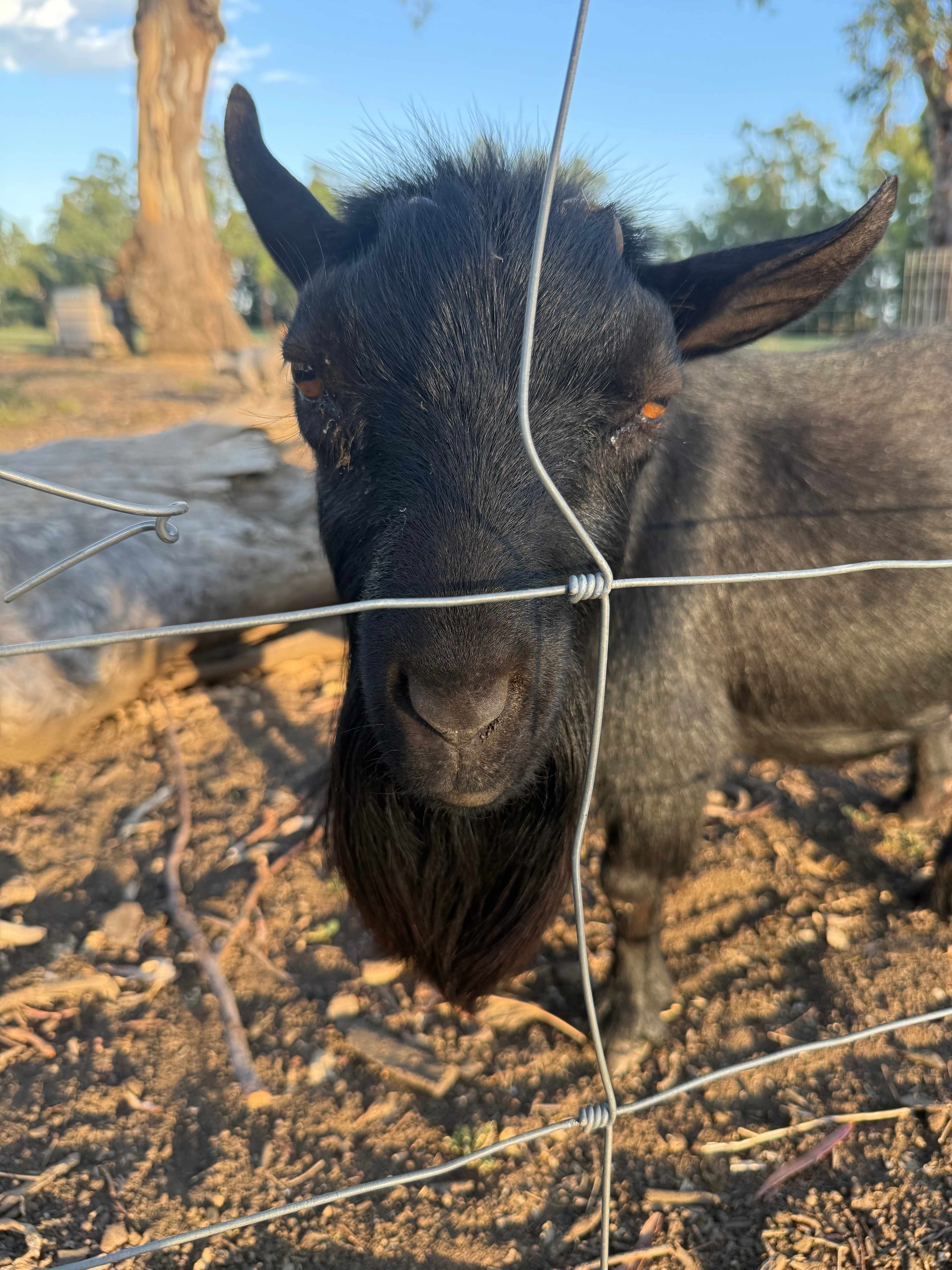 Pringy's Farm Balnagask