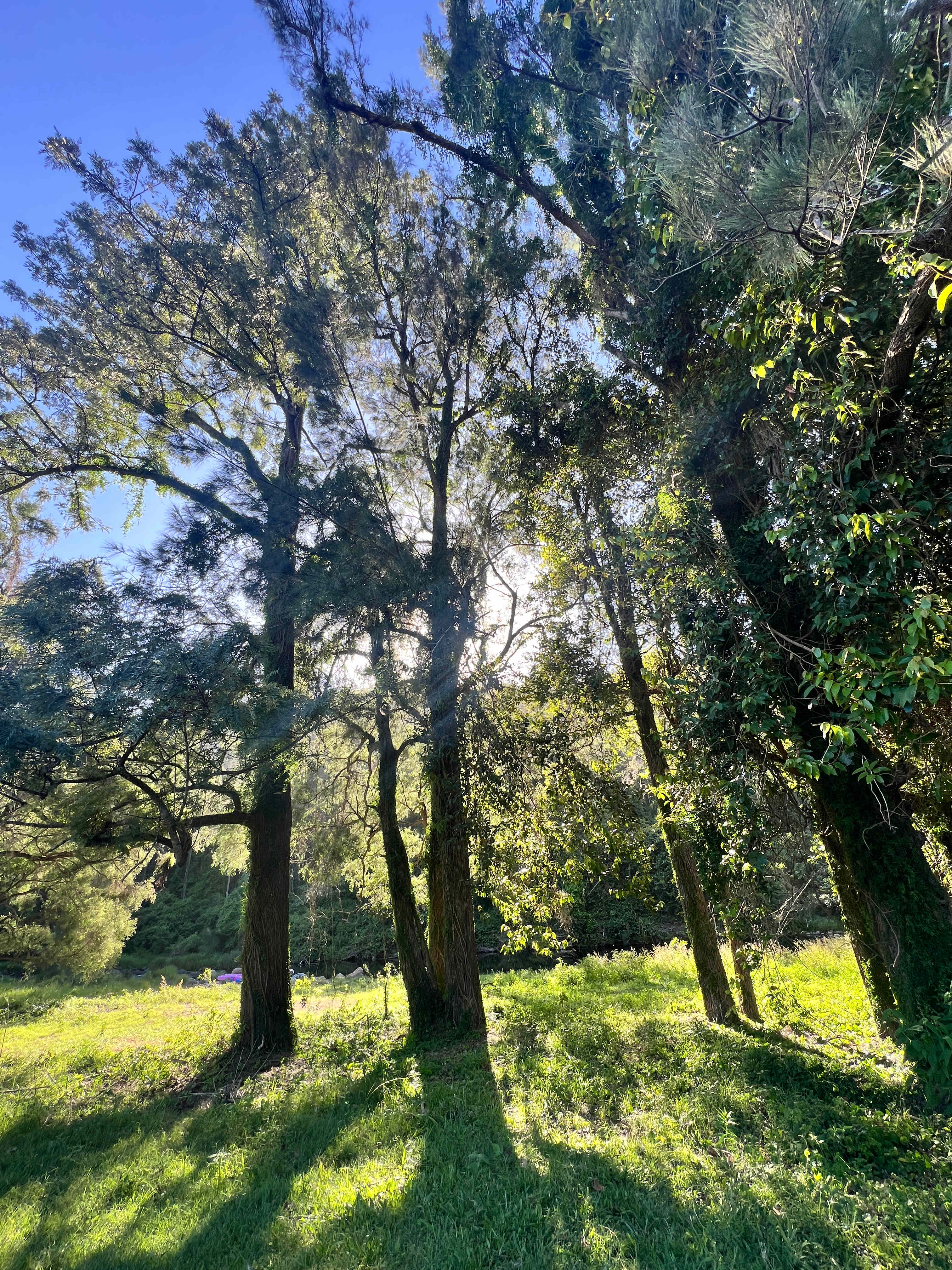 Sarabah Creek Camping