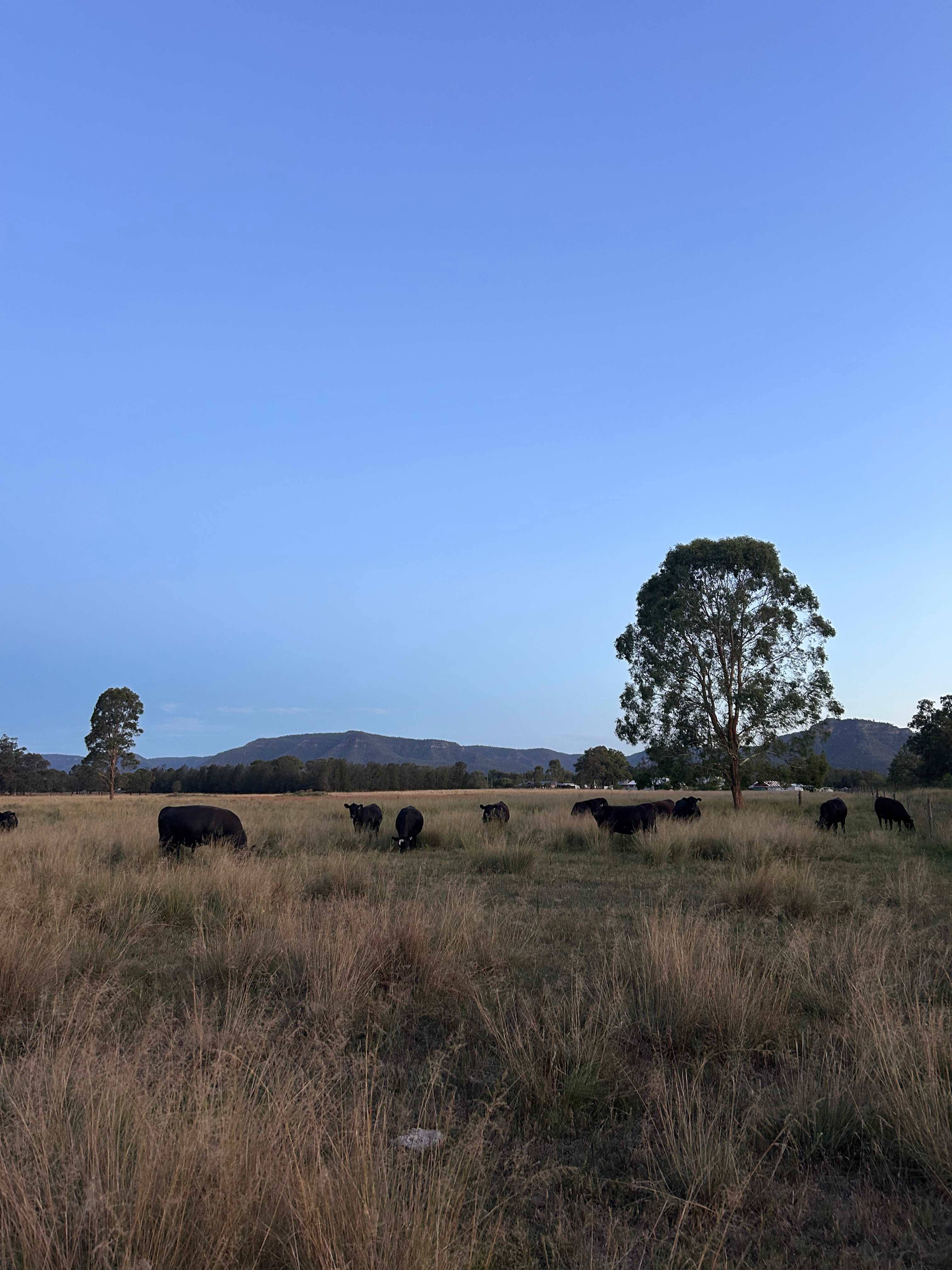 Glamping Vineyard Getaway
