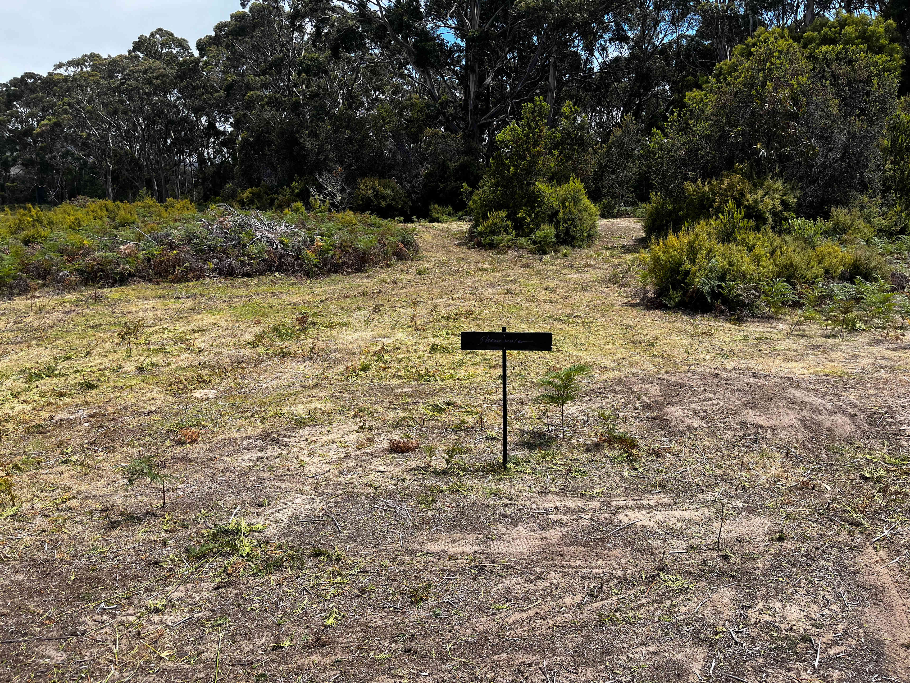 Bruny Island Long Neck