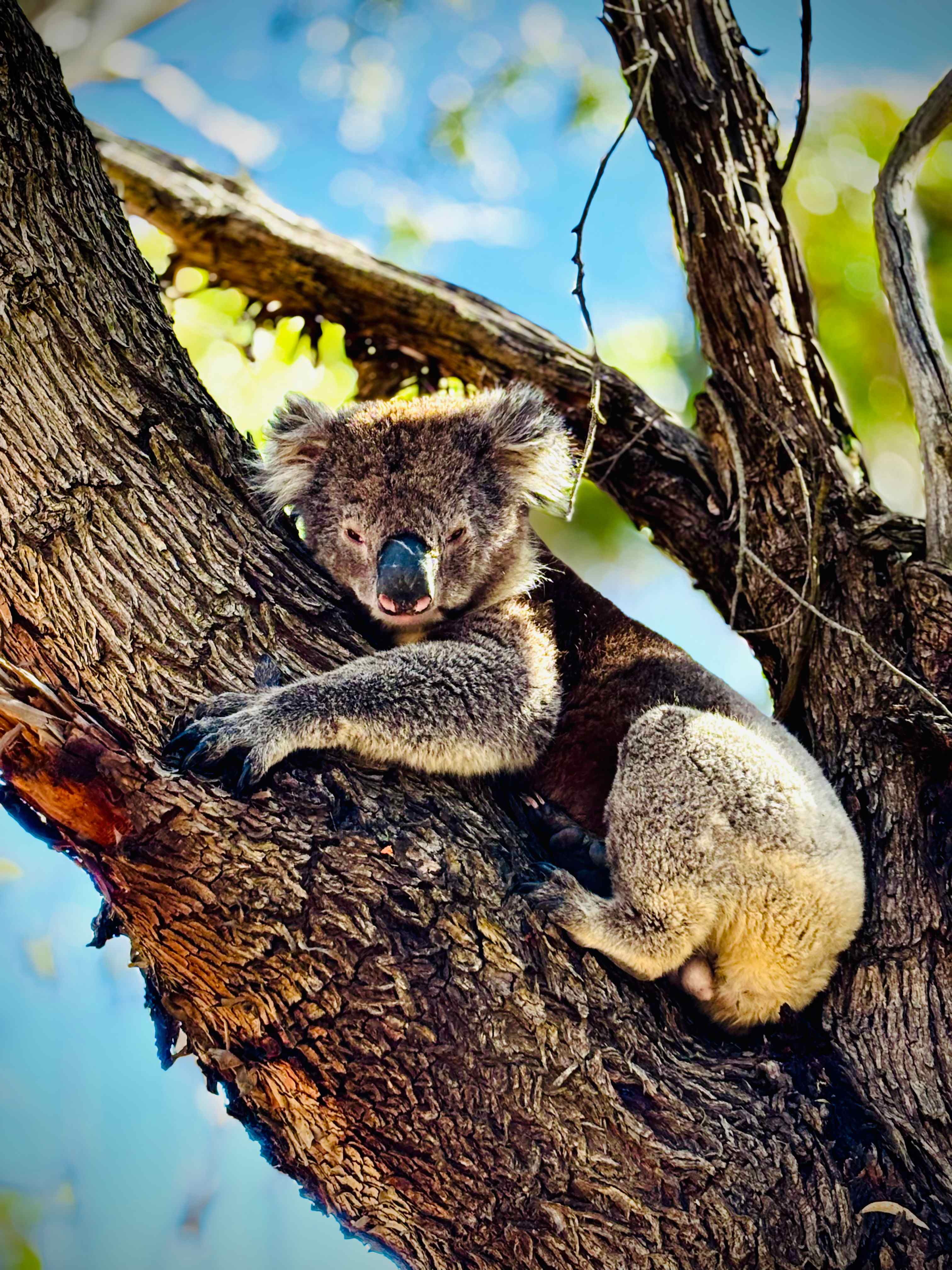 Koala Coast Retreat Farm