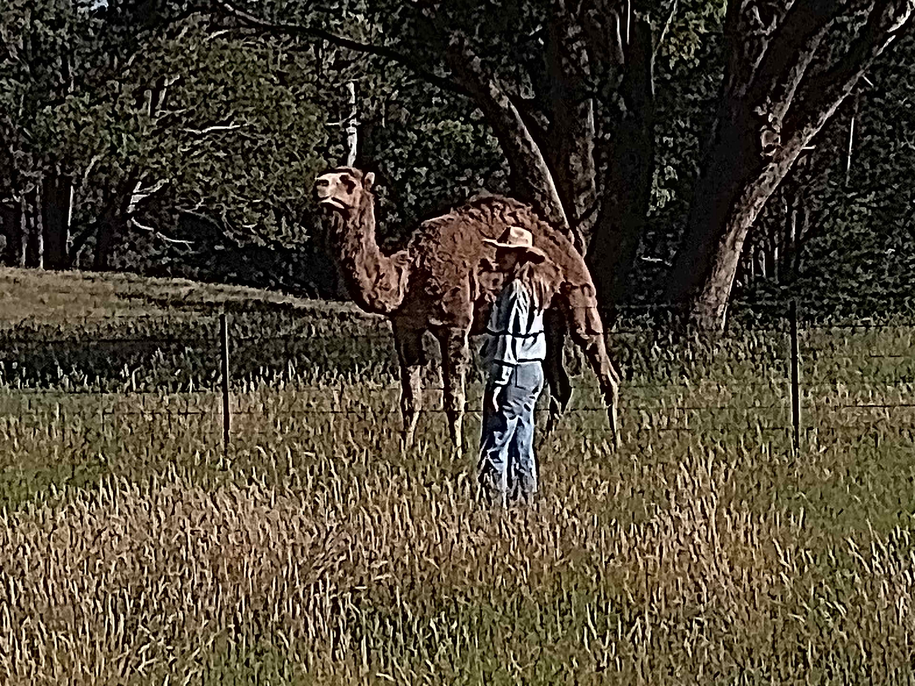 The camel's were also approachable.