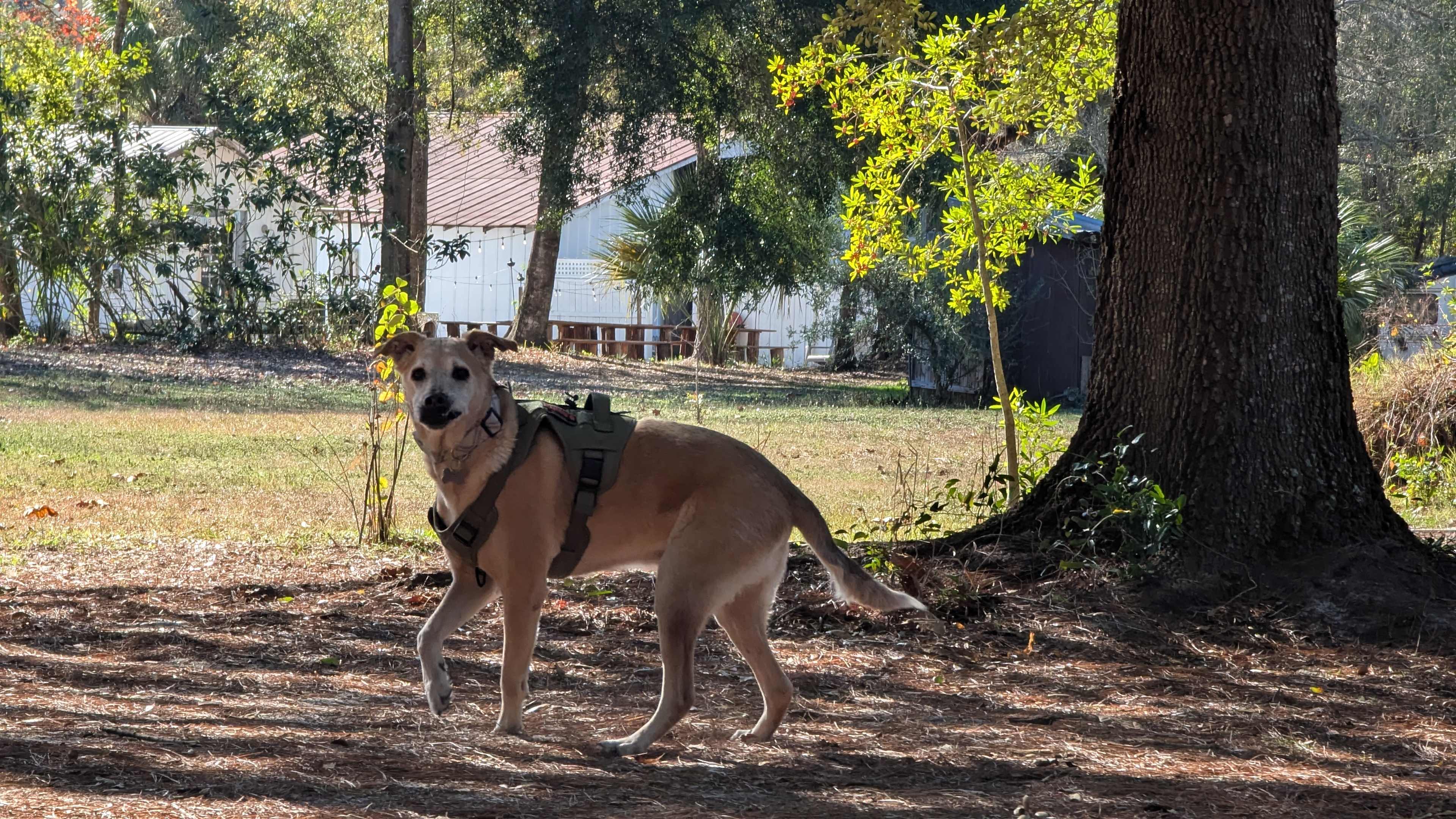 Serene Forested Blueberry Farm