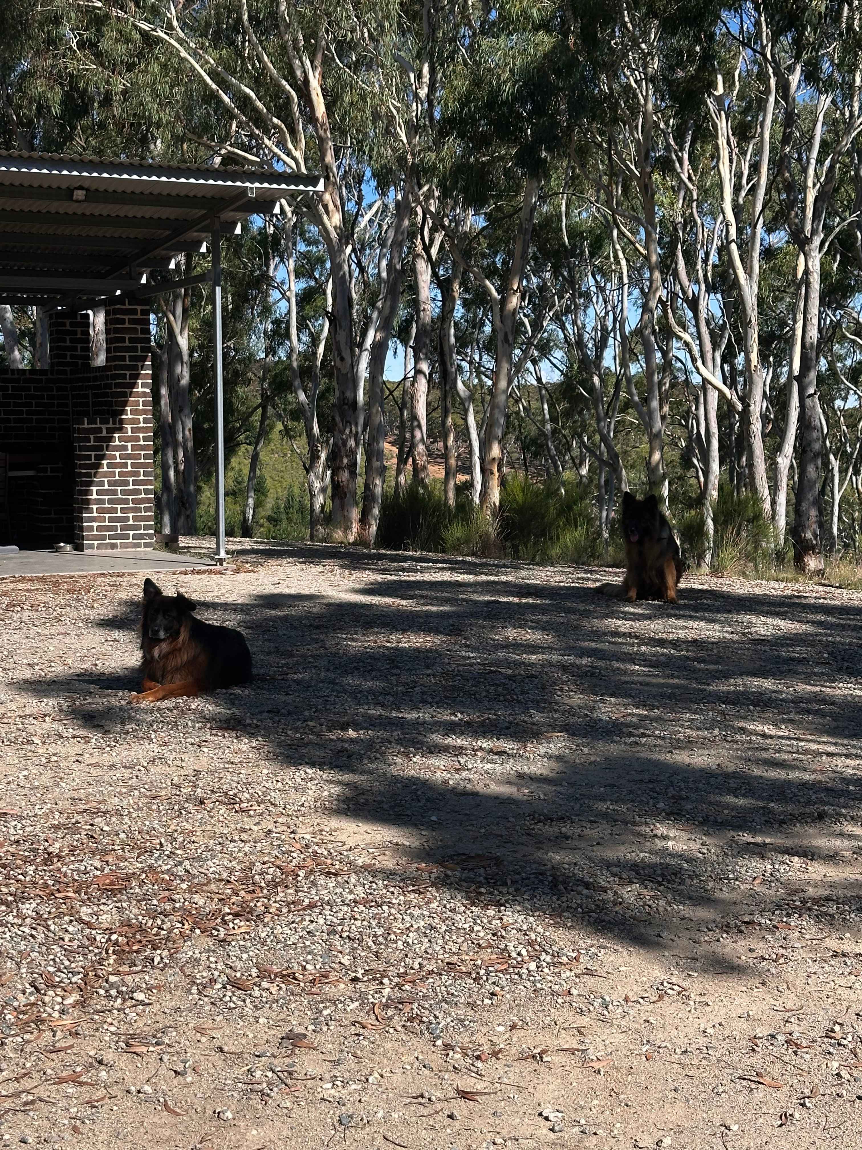 Pine Gums, via Goulburn.