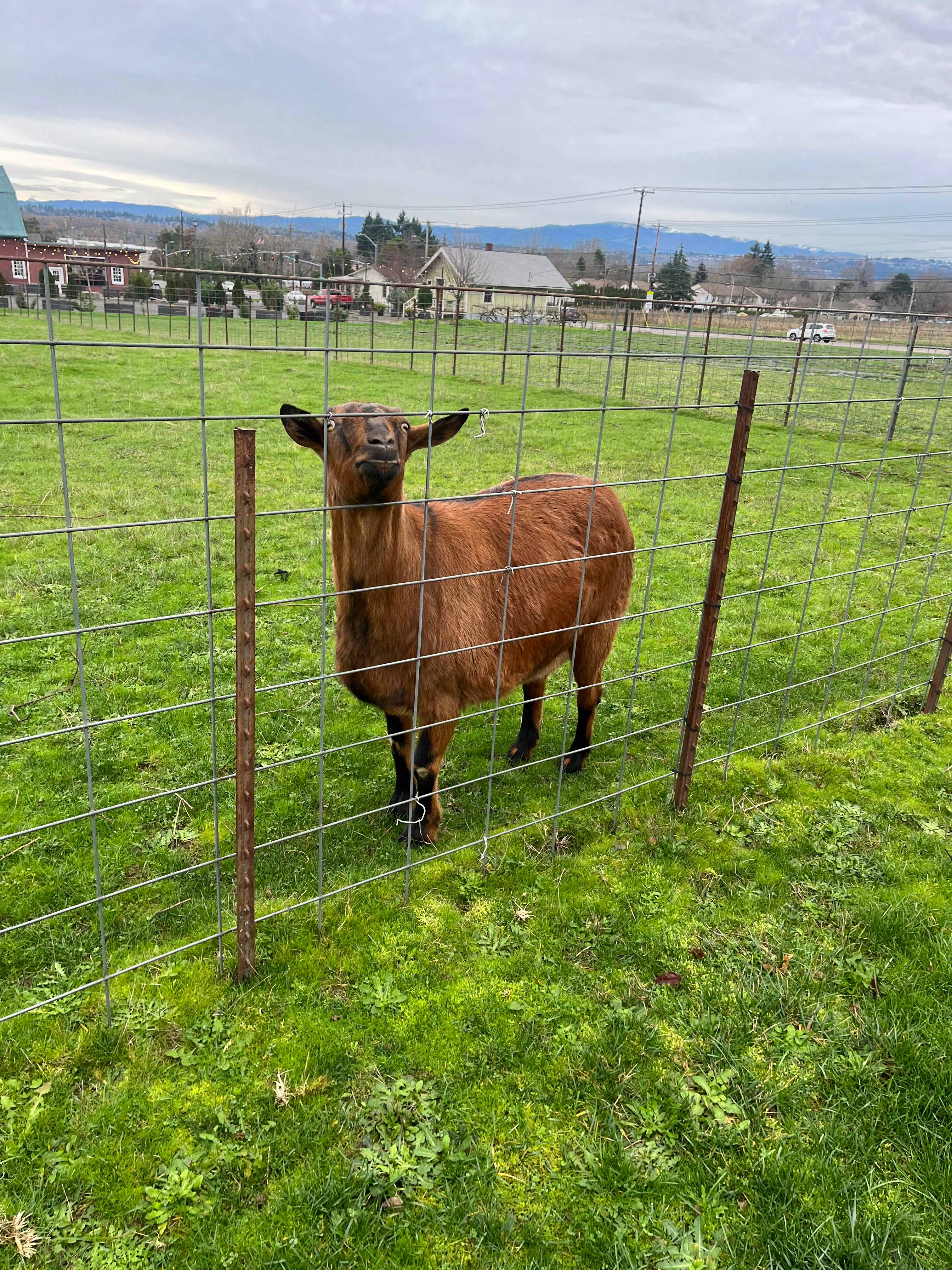 Your Farm in the City