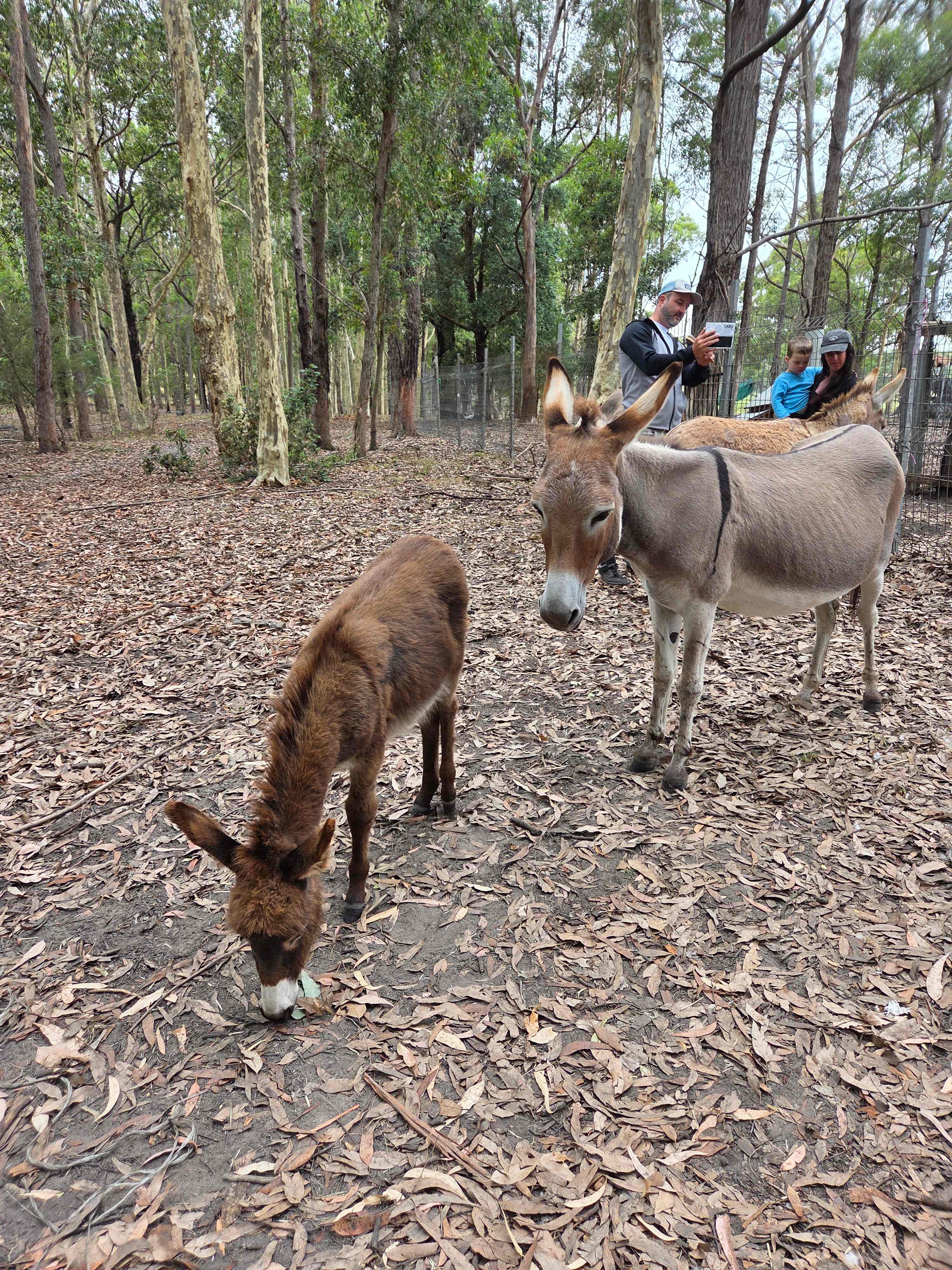 The Wandy Donkey Camp