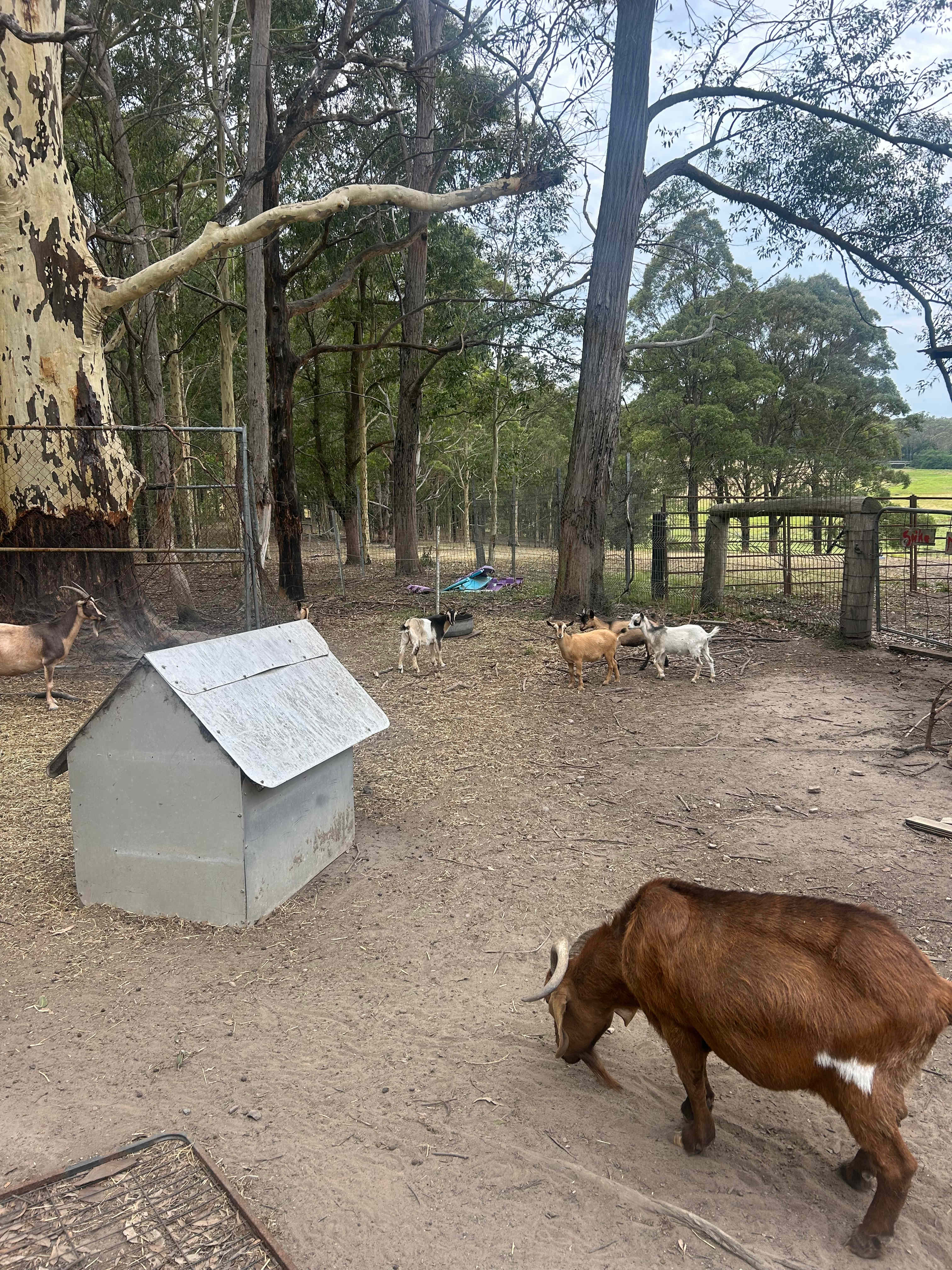 The Wandy Donkey Camp