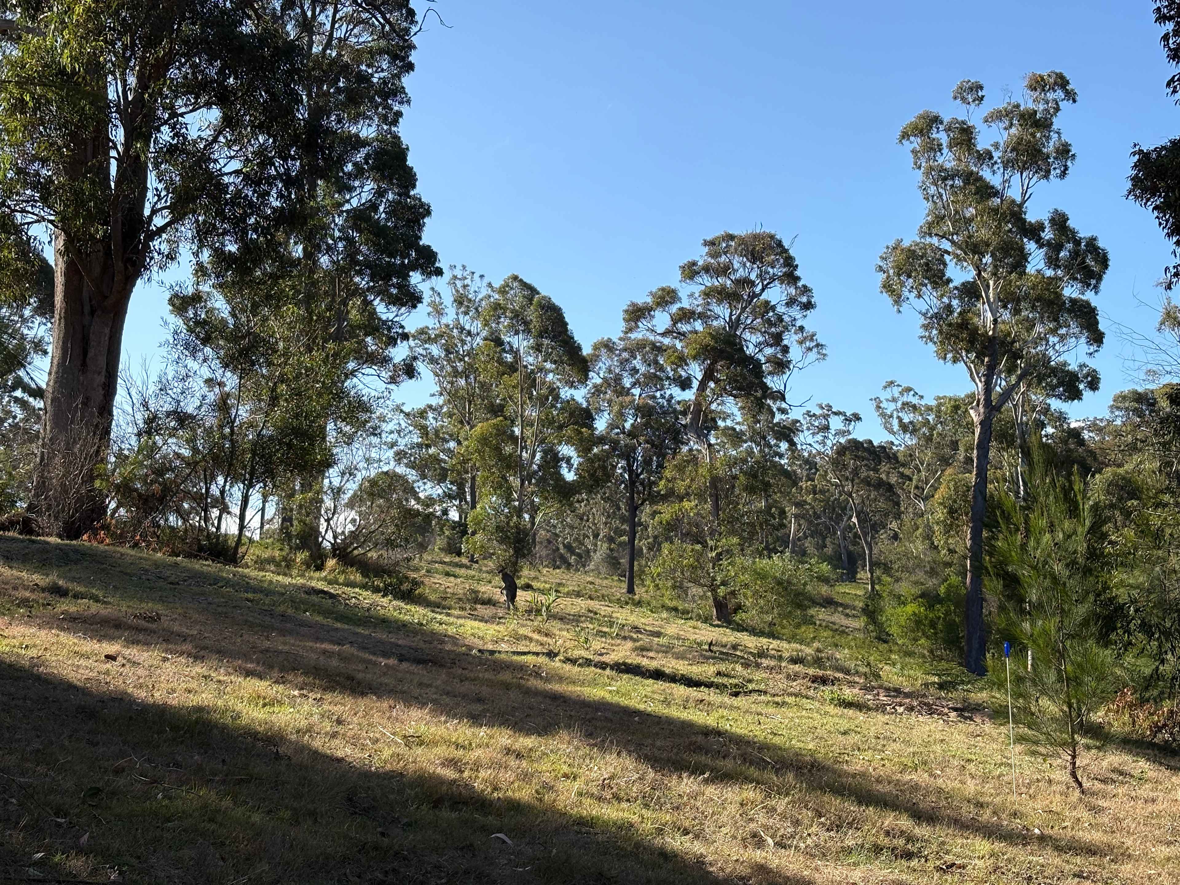 Wombat's Perch - Eden Cove