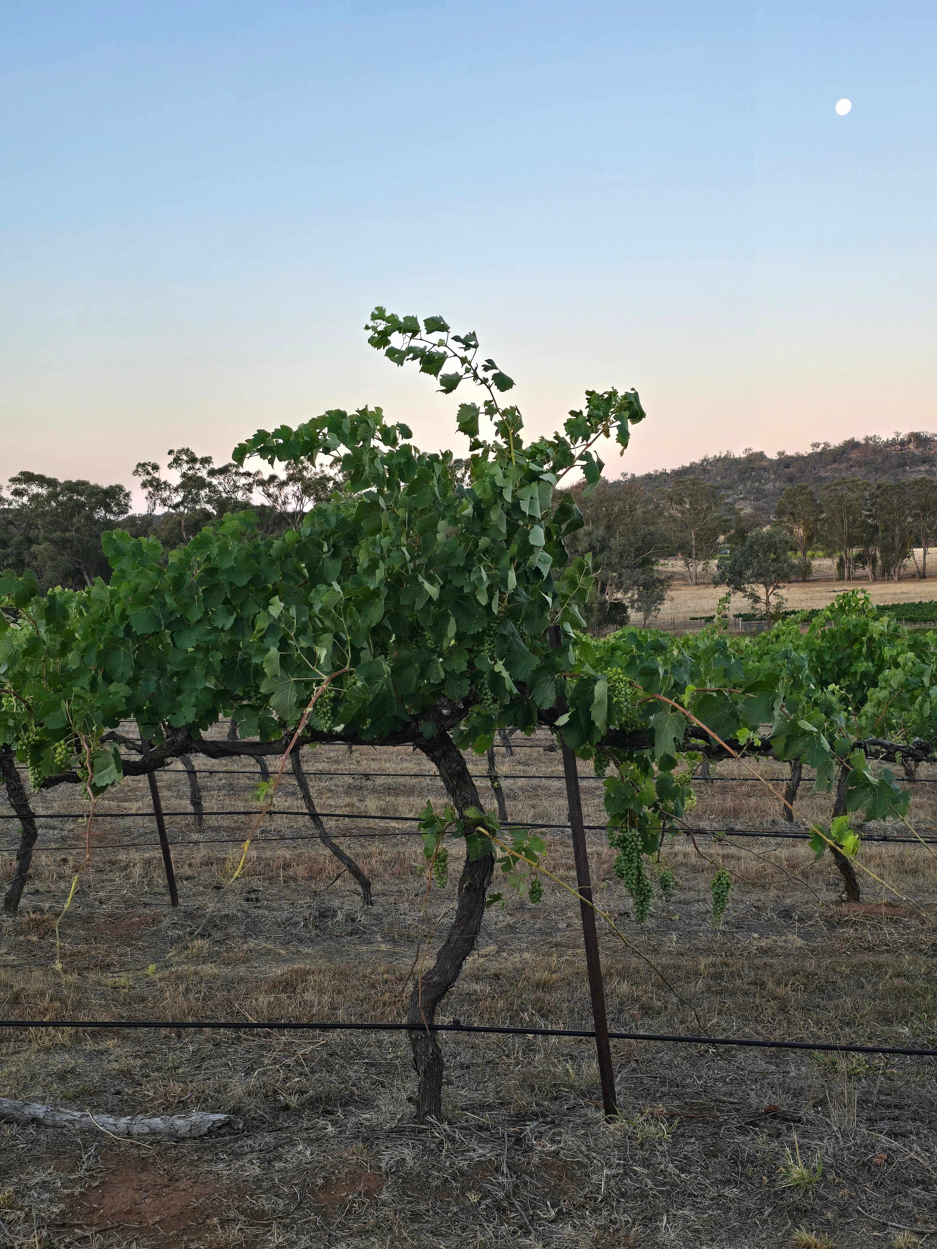 Vans in the Vines Mudgee