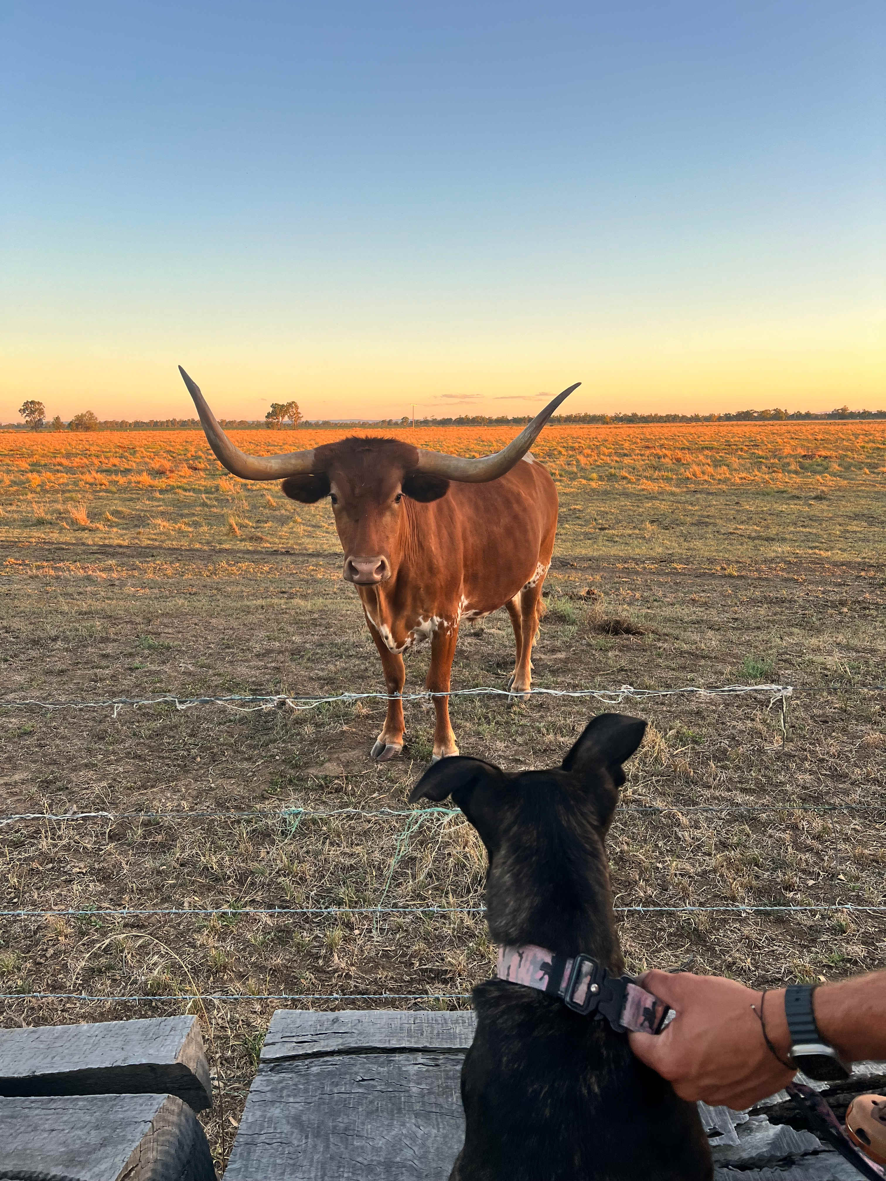 Pringy's Farm Balnagask