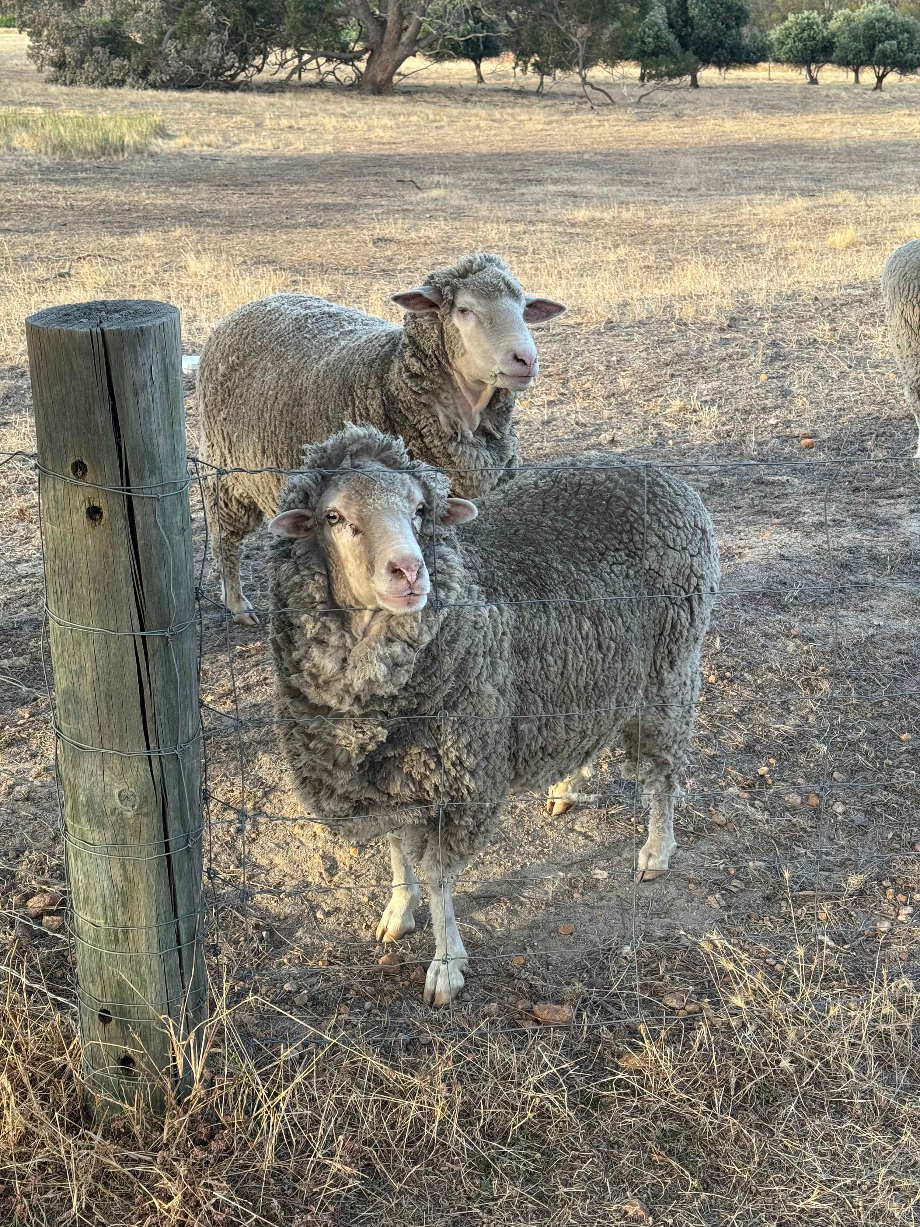 Mondurup Escape - Kendenup