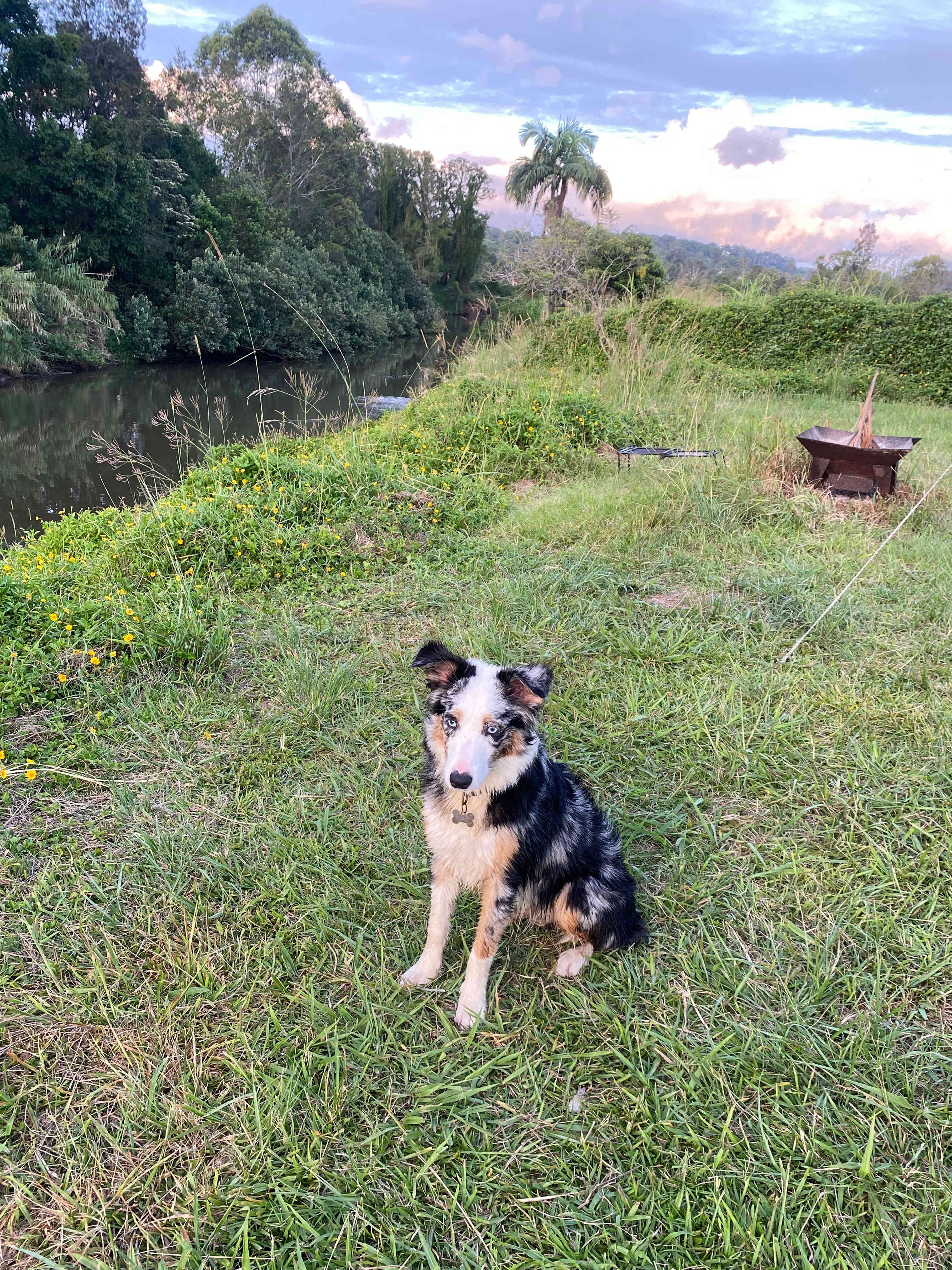 Pup had a great time.! She loved watching the cows