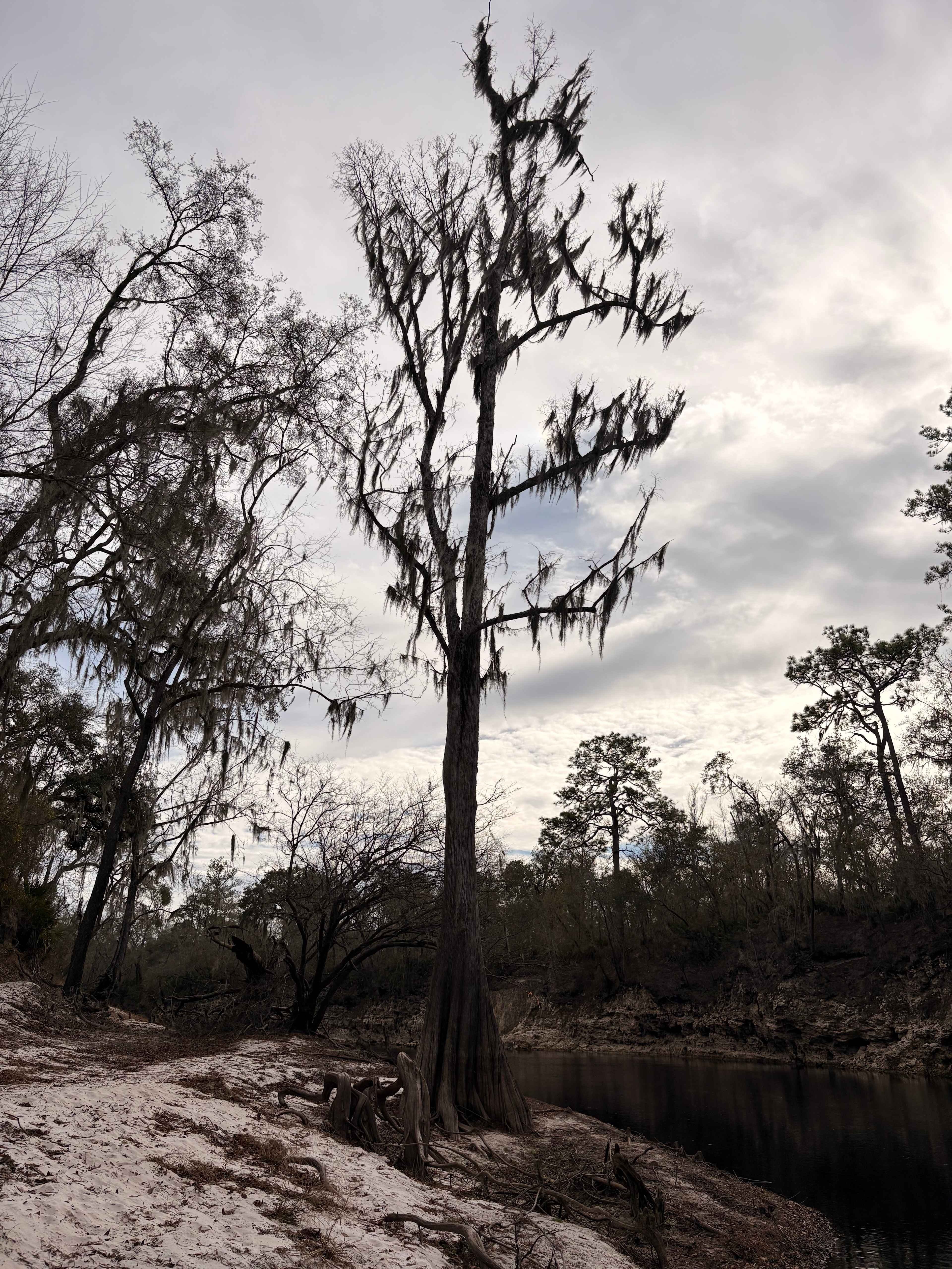 Suwannee River Glamping