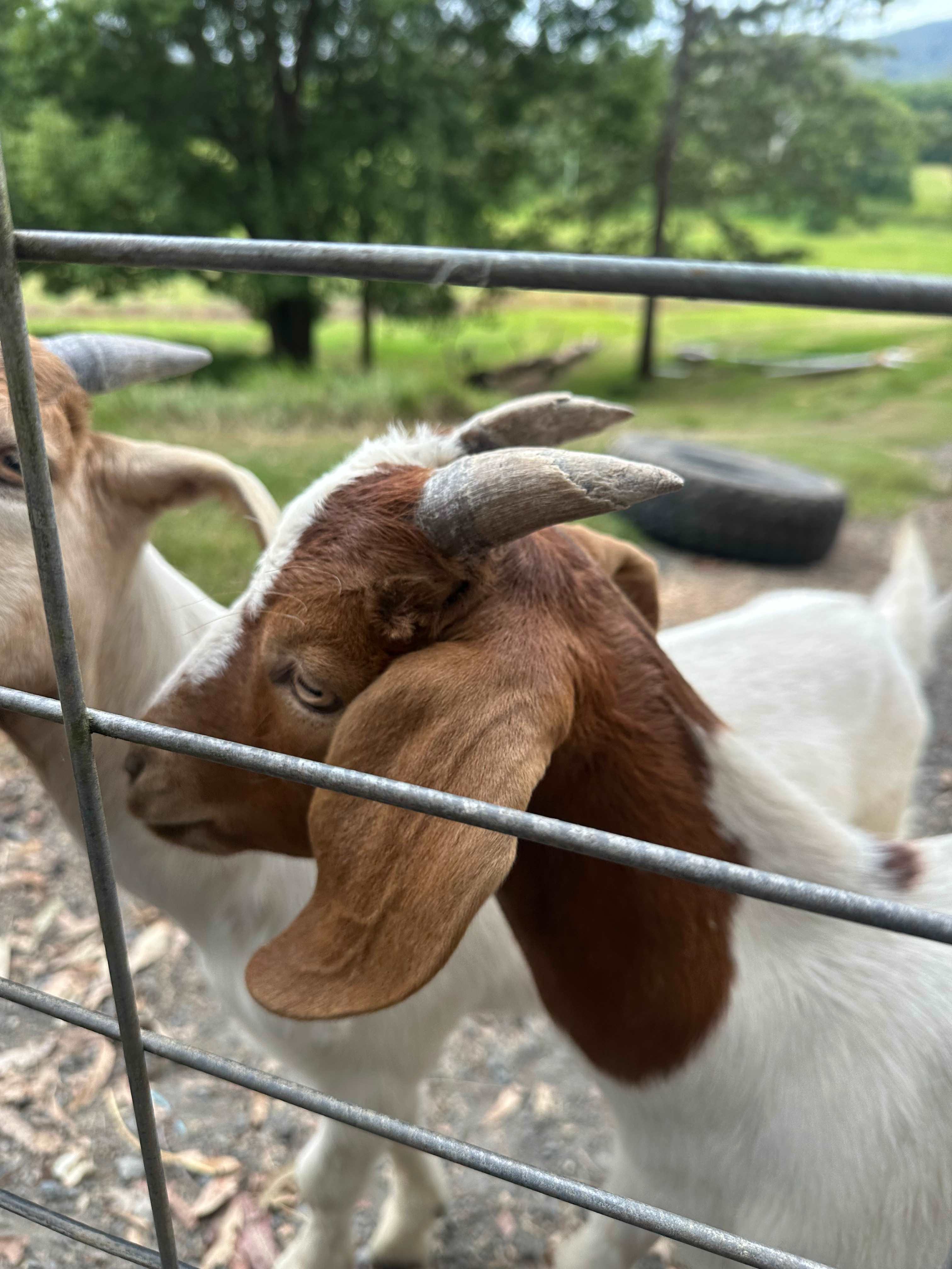 Kingfisher Kampers, Nana Glen