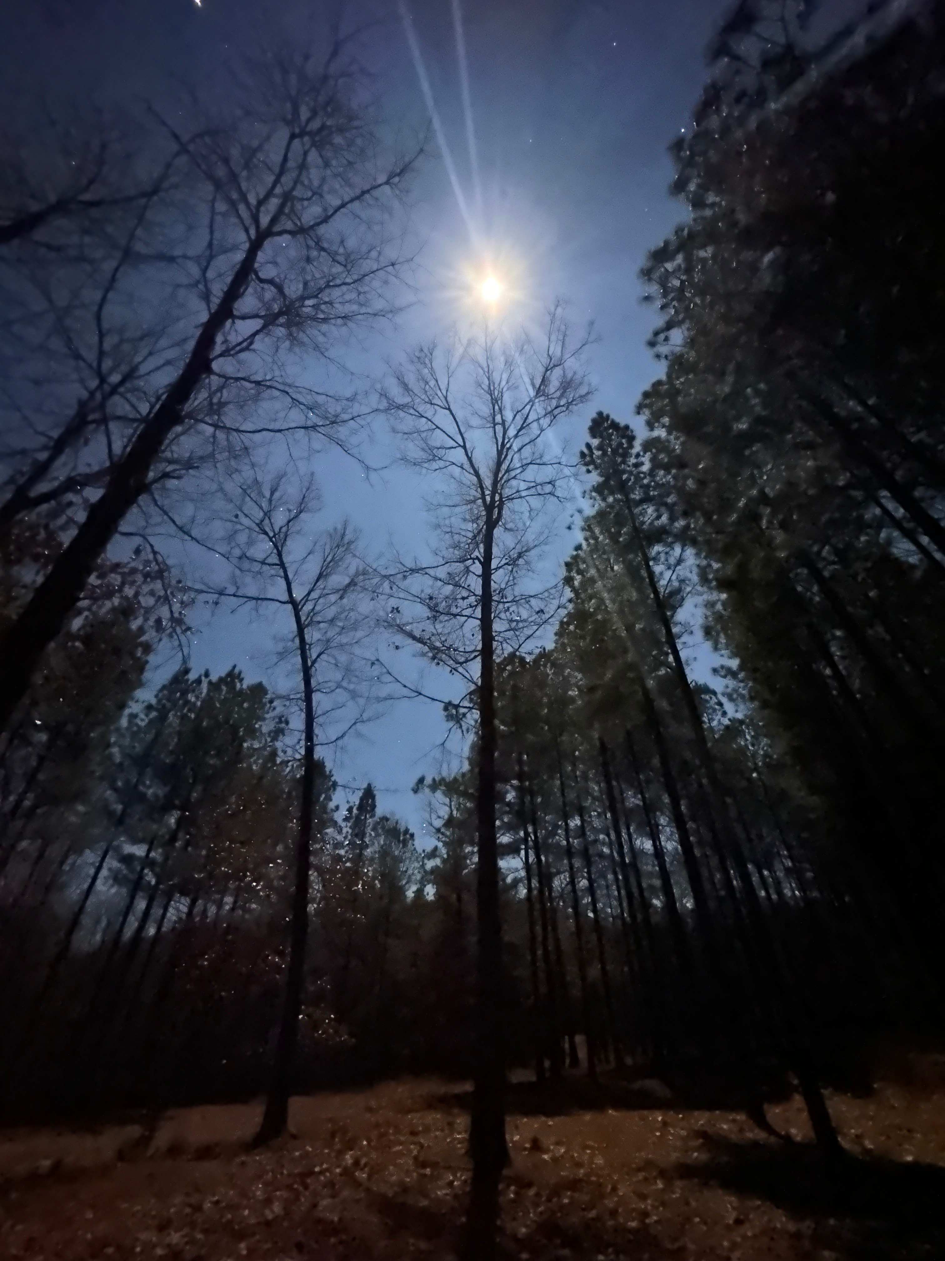 With no leaves and clear skies the sky was beautiful.