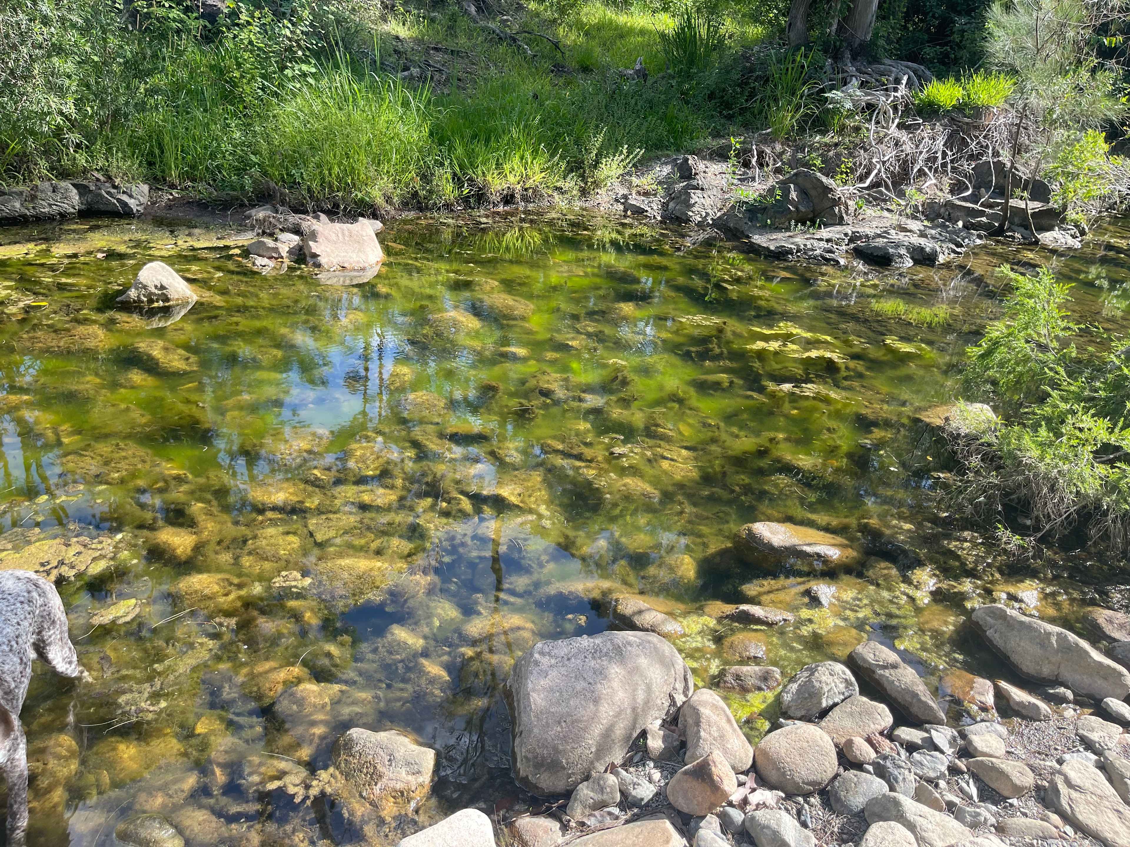 Dry creek with stagnant water, couldn’t be used, the waterhole was okay for our dog to have a cooldown, but not great for ourselves to cool down.