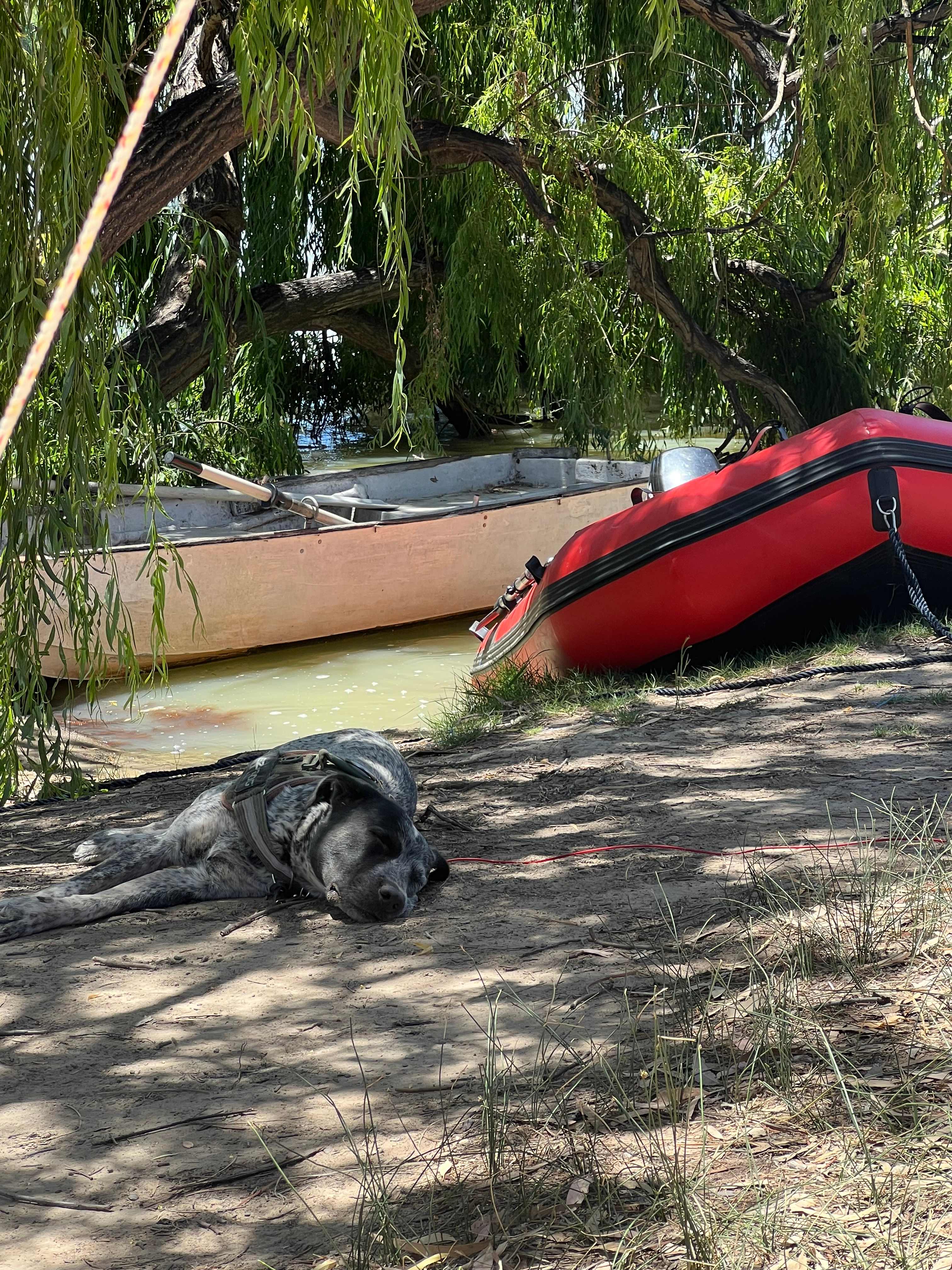 Dog approved camp site 