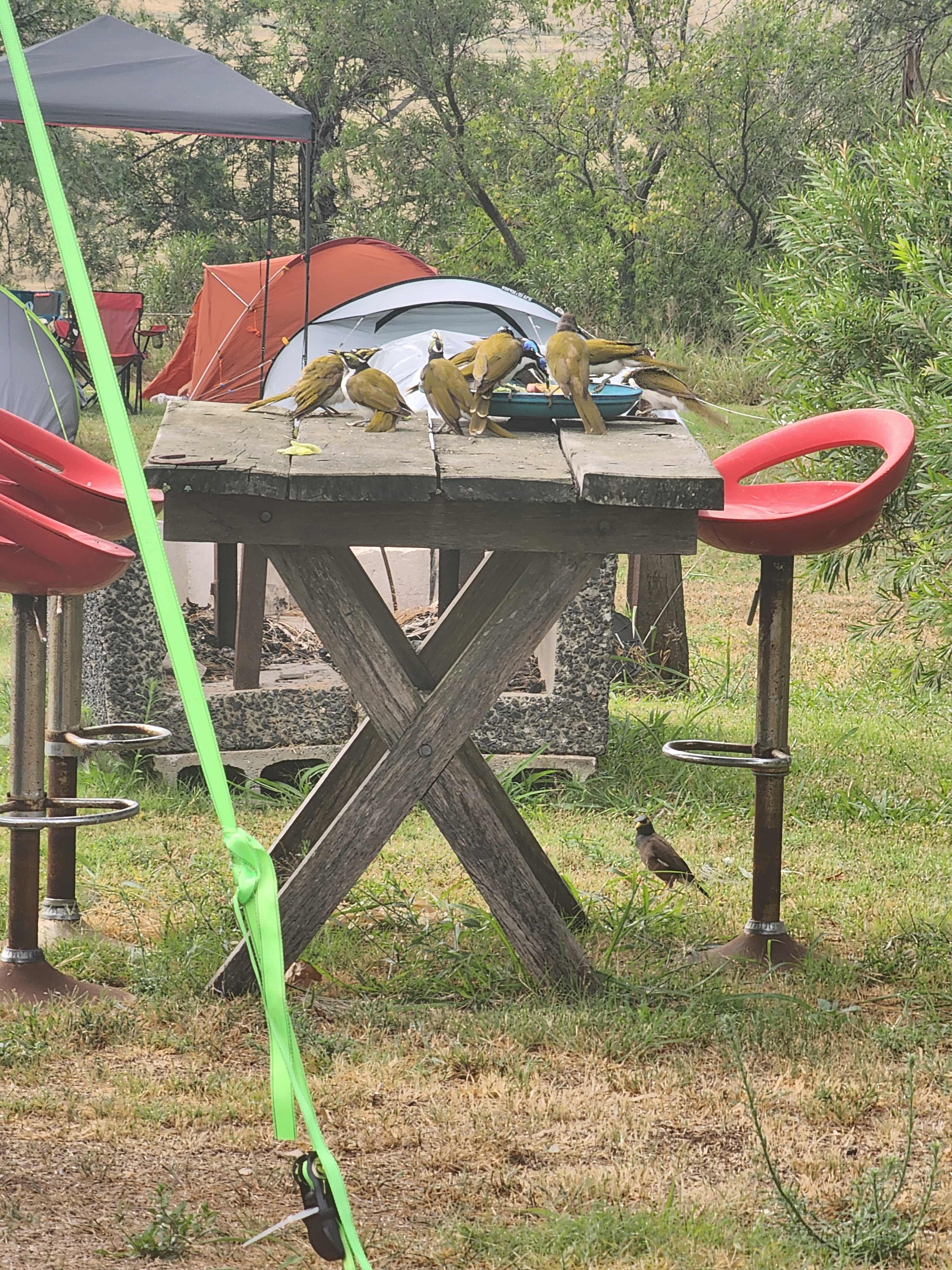 Camp on Hunter (Elderslie)