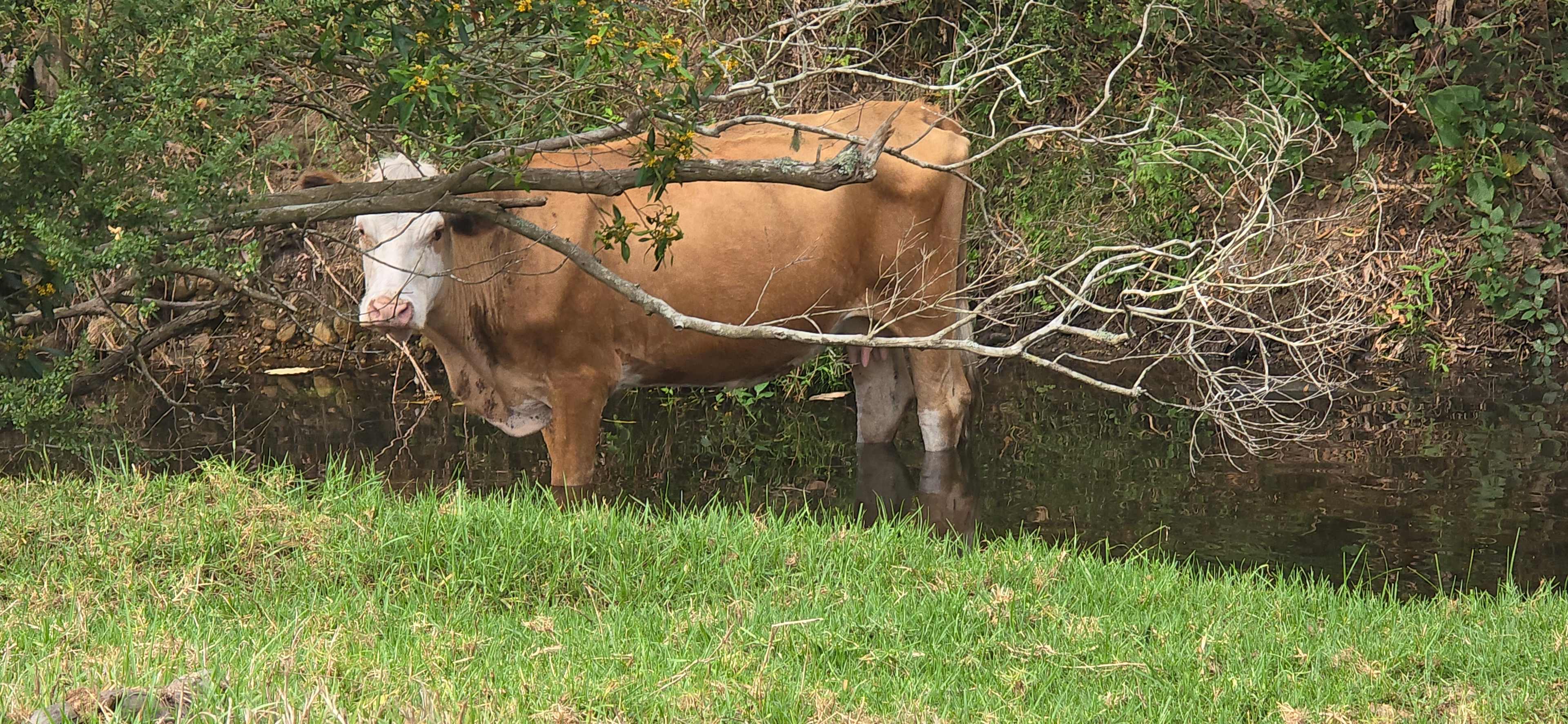 Little Forest Farmstay